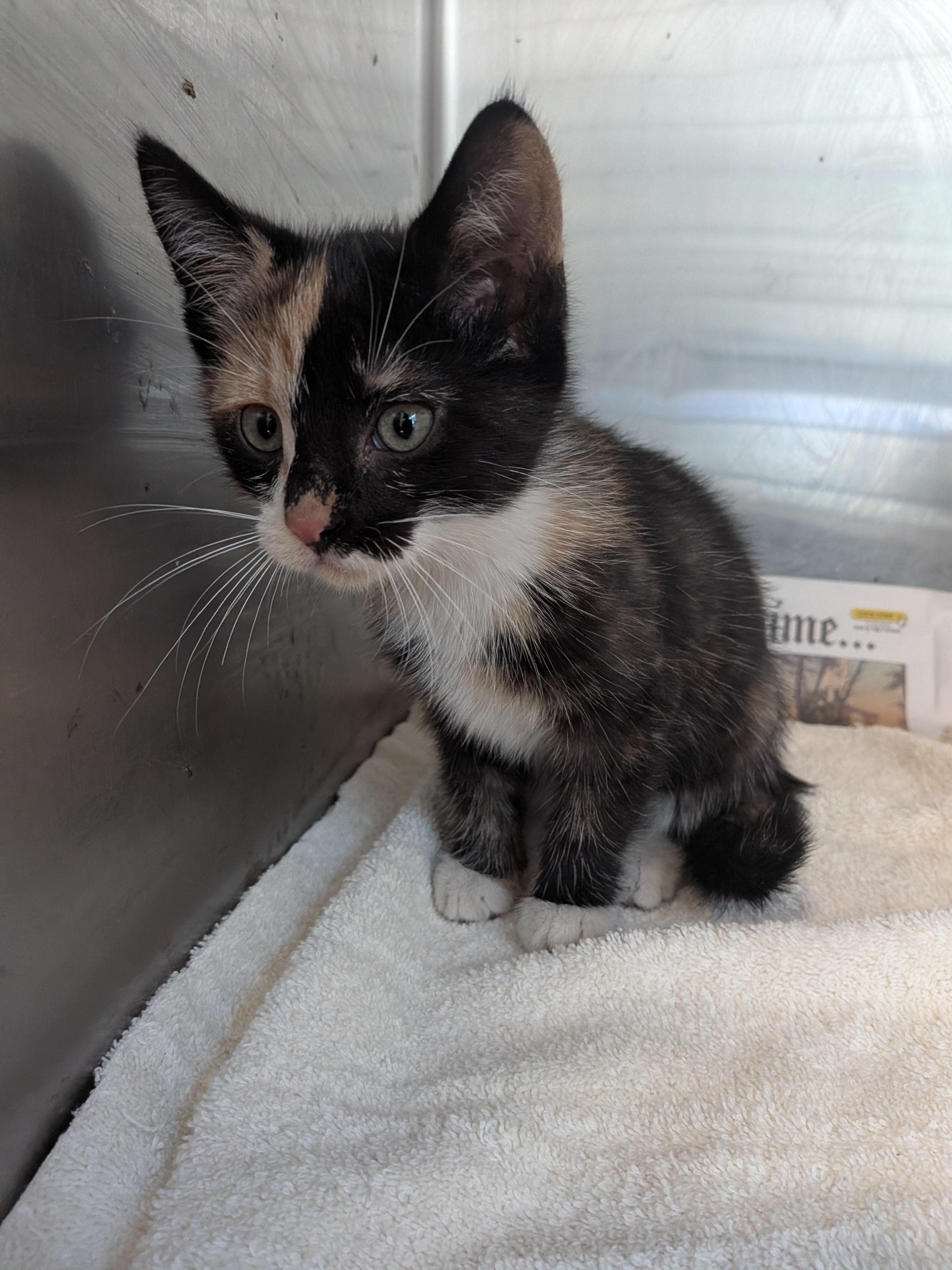 Enlarge Margil, a Adoptable American Shorthair in Montclair, NJ image 1/4