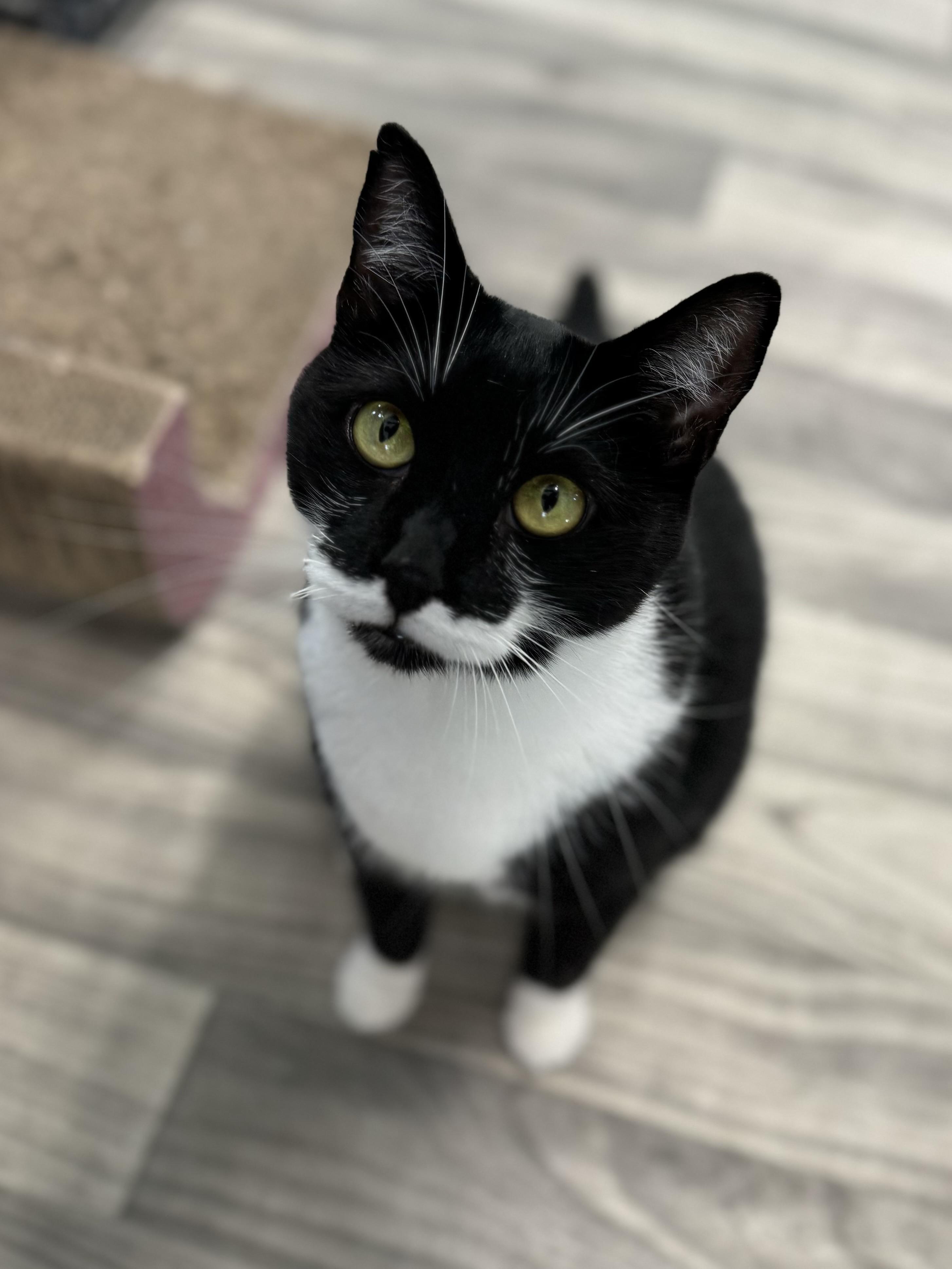 Cruella, an adoptable Tuxedo in Acushnet, MA, 02743 | Photo Image 4
