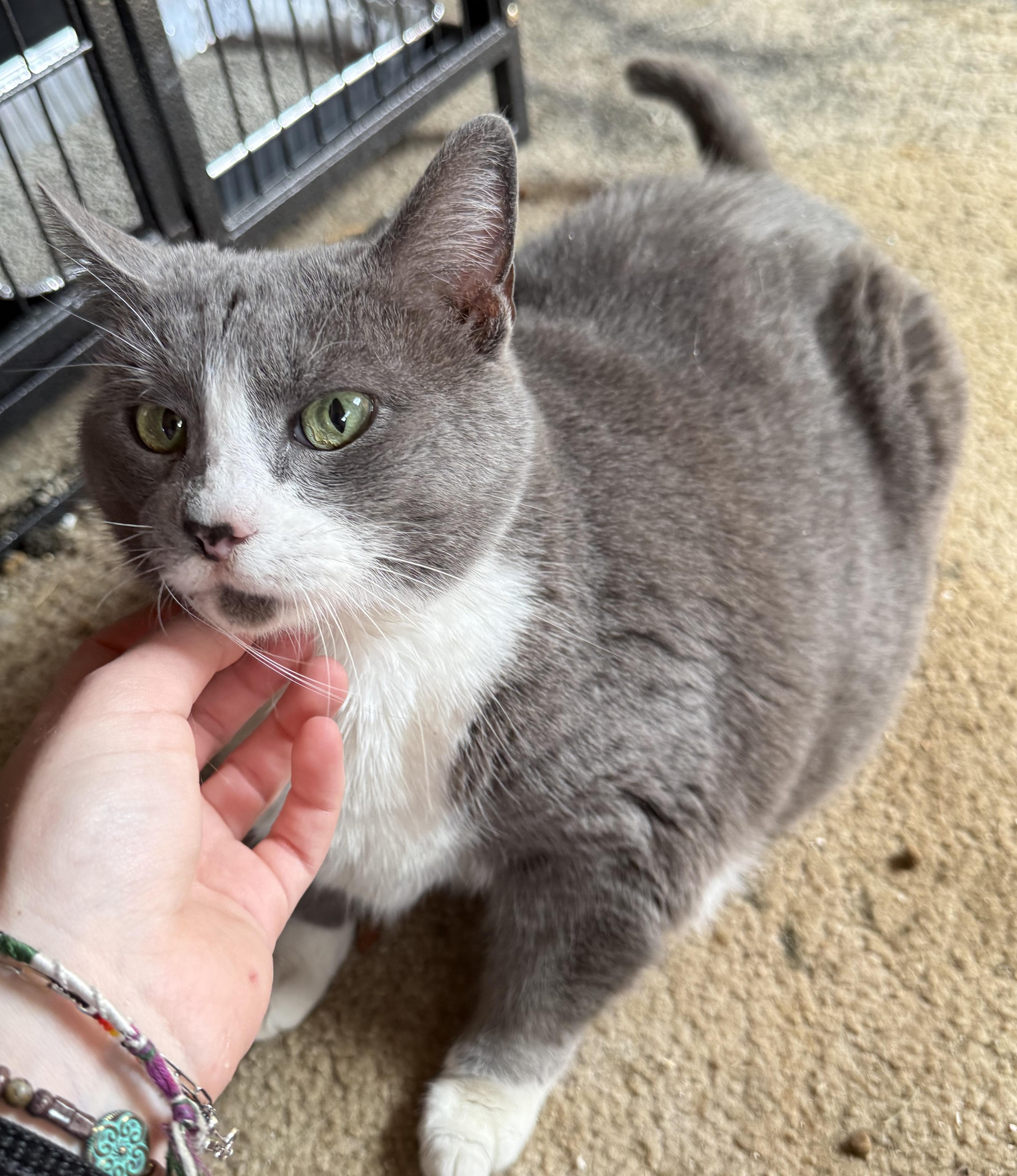 Enlarge KitKat, a ADOPTABLE Domestic Short Hair in Beckley, WV image 3/4