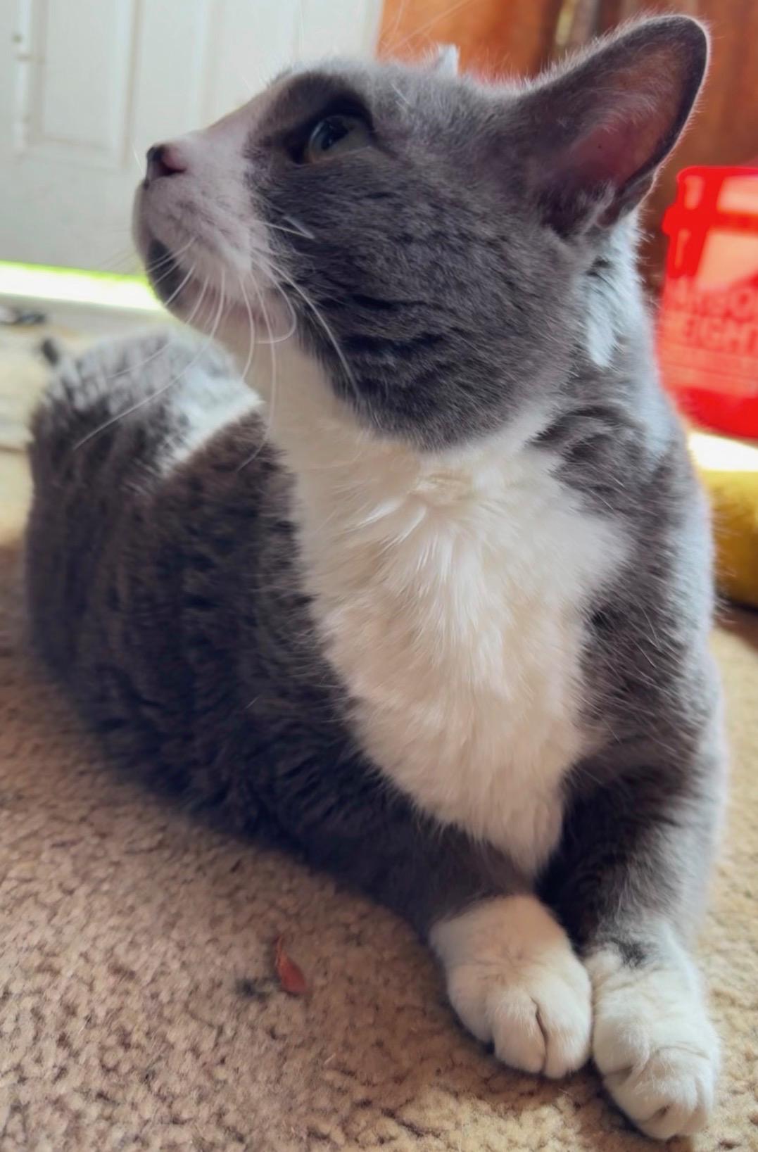 Enlarge KitKat, a ADOPTABLE Domestic Short Hair in Beckley, WV image 2/4