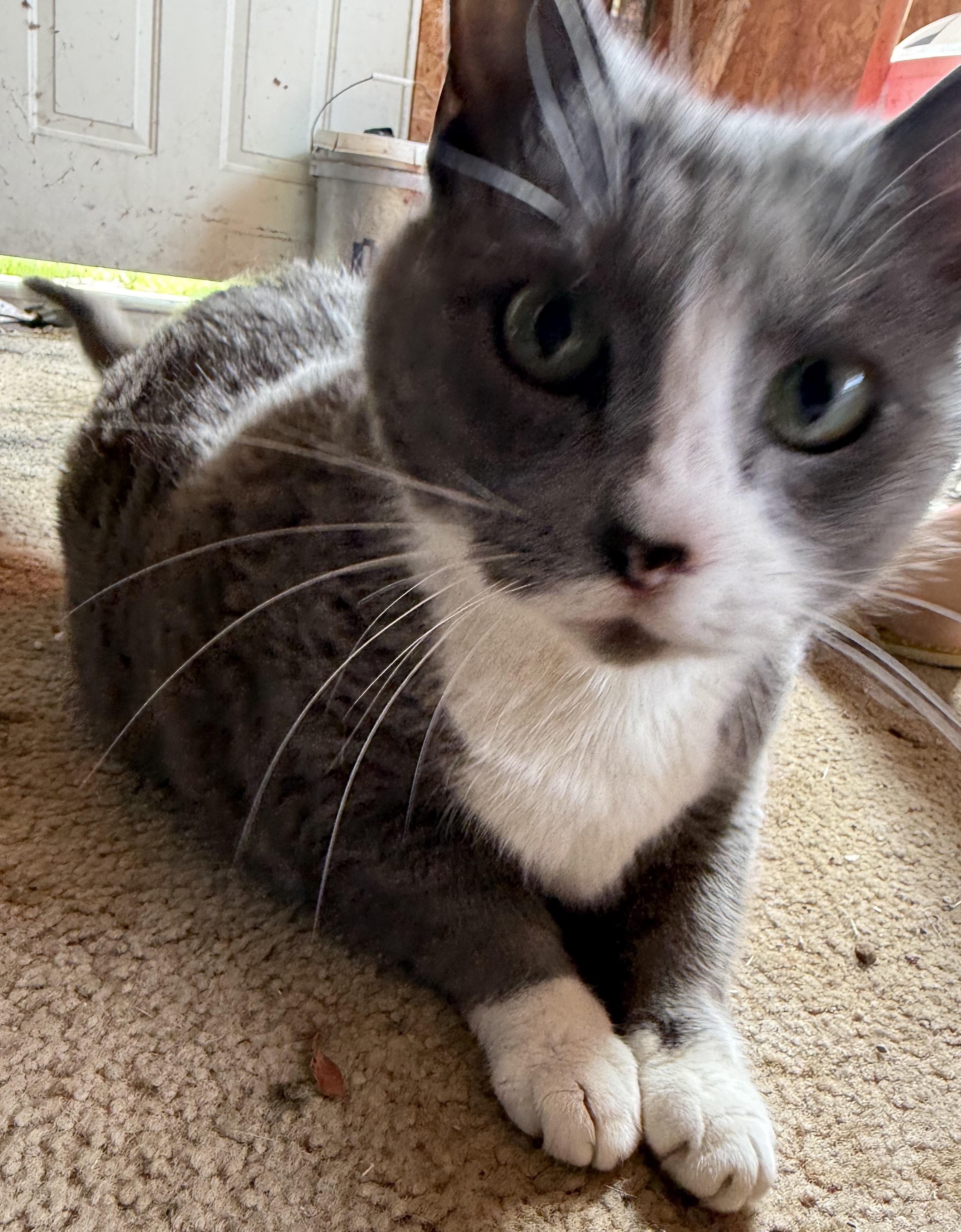 KitKat, ADOPTABLE, Senior Female Domestic Short Hair.