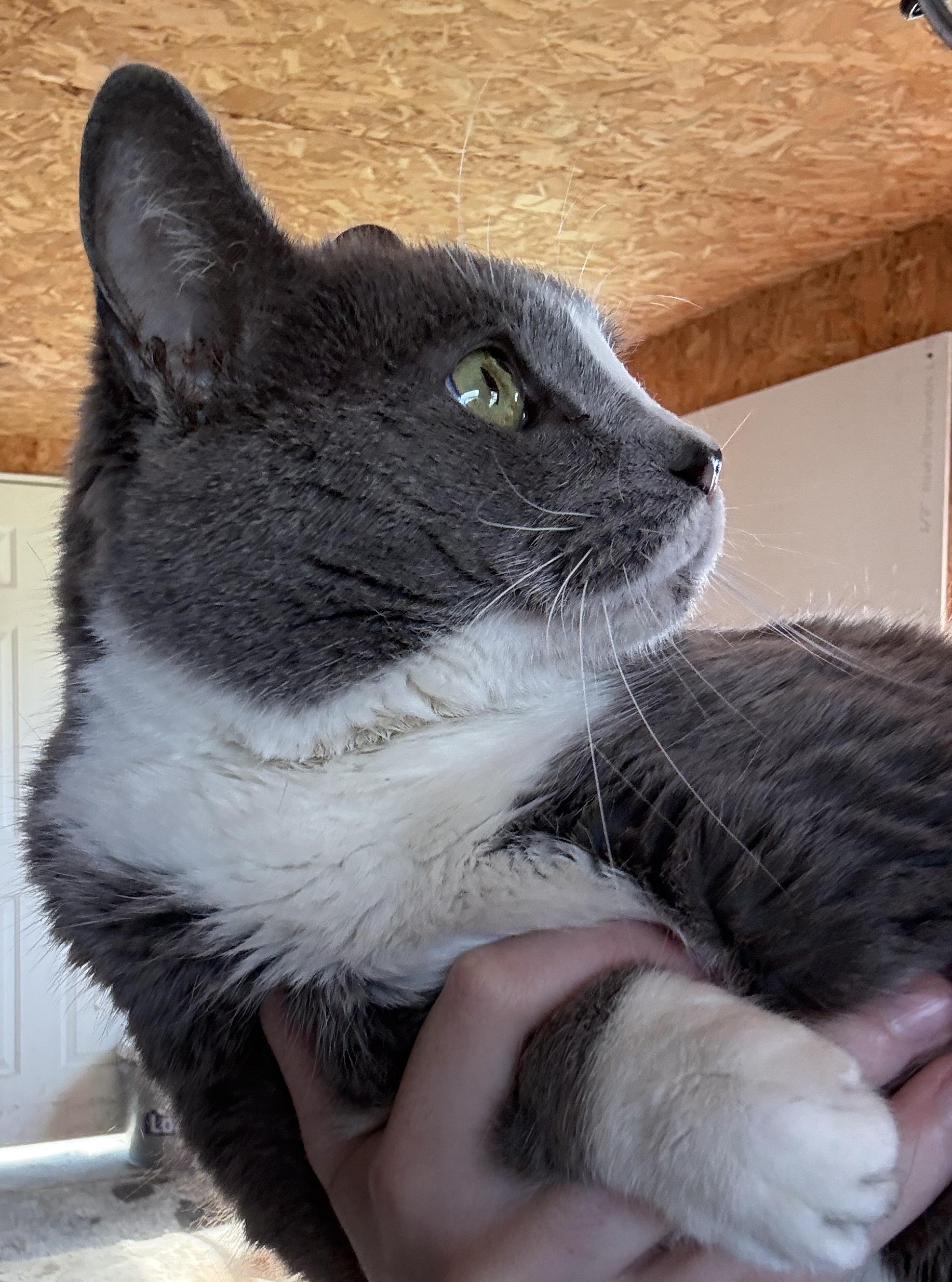 Enlarge KitKat, a ADOPTABLE Domestic Short Hair in Beckley, WV image 4/4