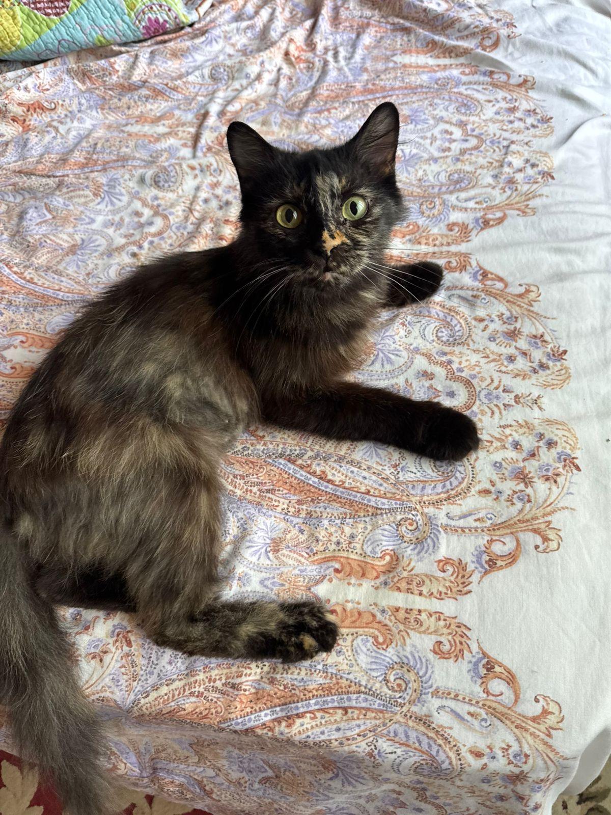 Matilda, Adult Female unknown