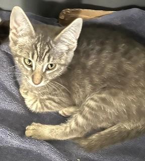 Harmony, adopted, Kitten Female Tiger.