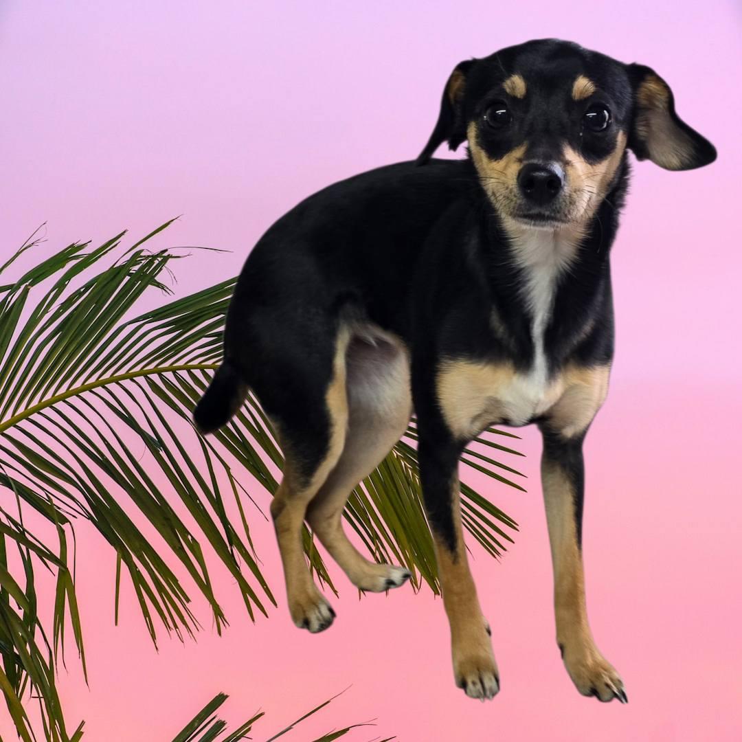 Palm Trees, adopted, Adult Female Chihuahua.