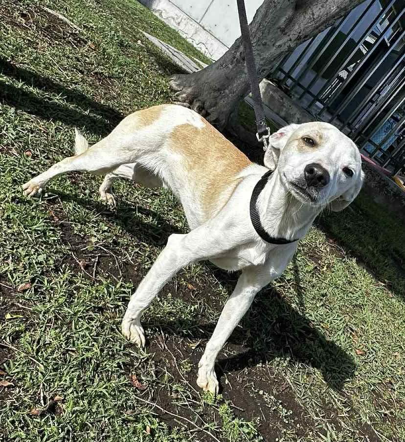 Enlarge Calvin, a Adoptable Mixed Breed in Puyallup, WA image 2/5