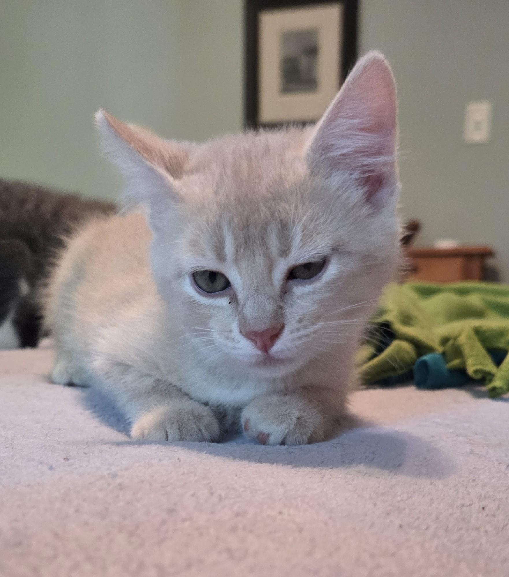 Enlarge Teddy, a Adoptable Domestic Short Hair in River Falls, WI image 4/6