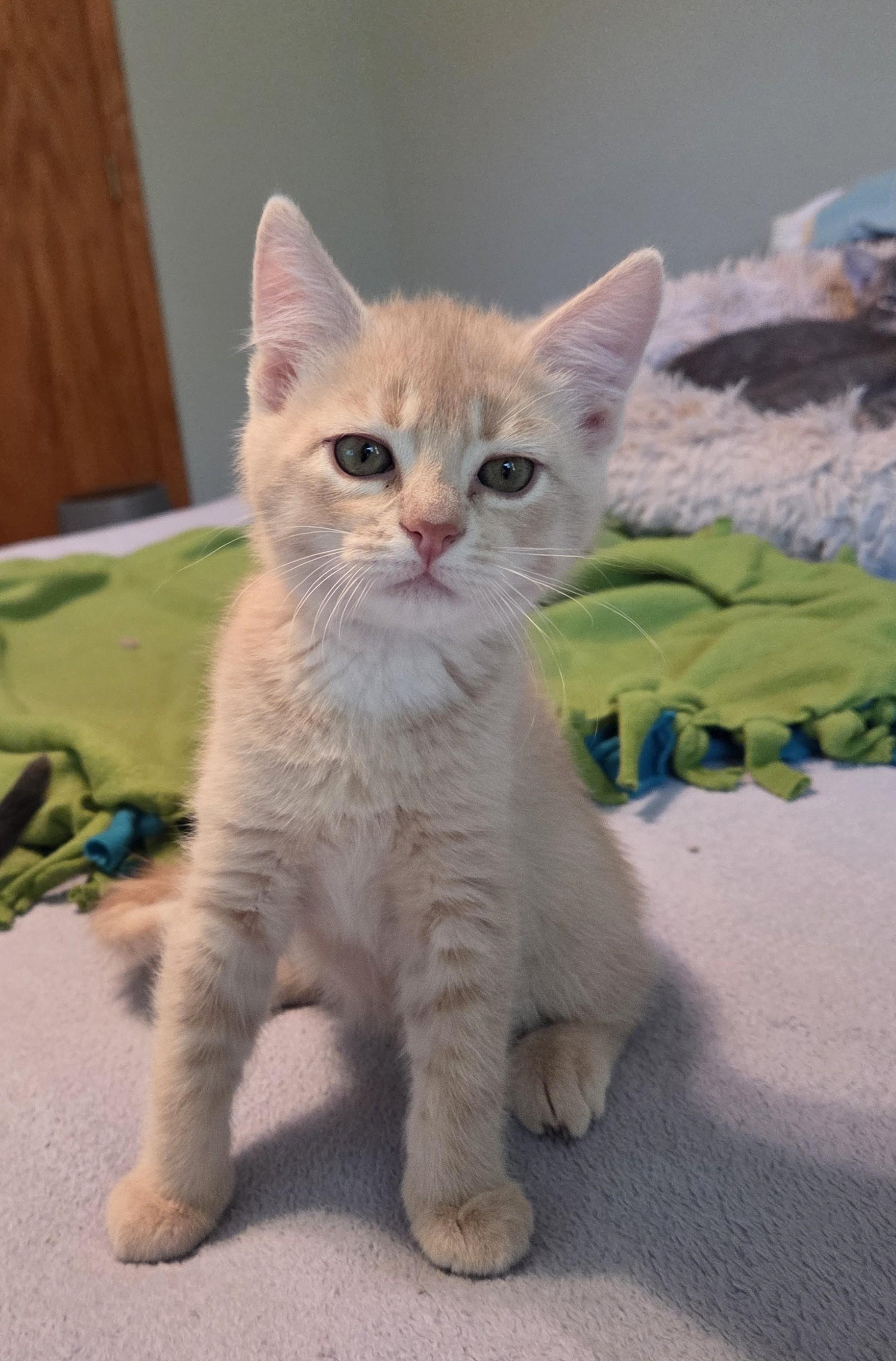 Enlarge Teddy, a Adoptable Domestic Short Hair in River Falls, WI image 5/6