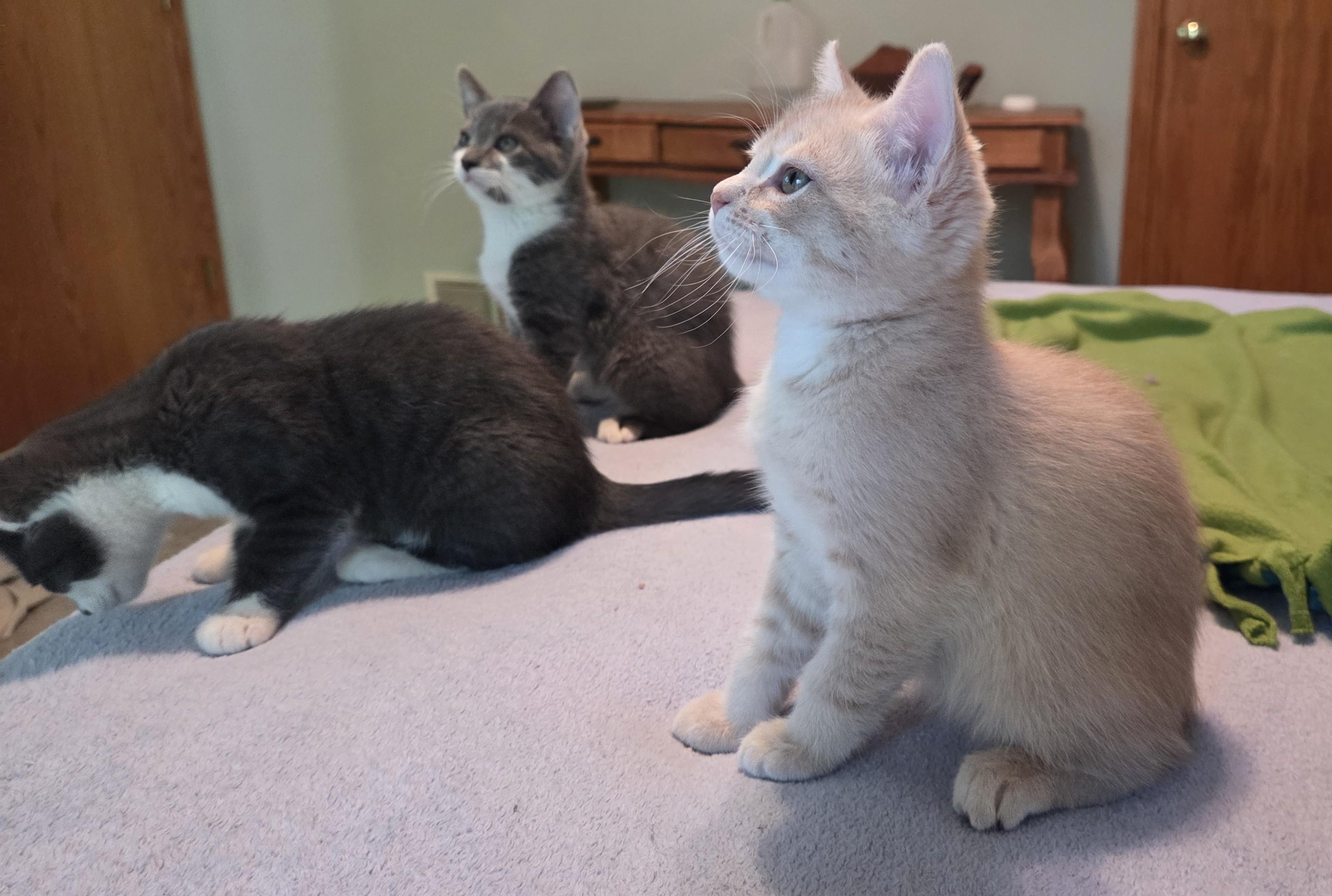 Enlarge Teddy, a Adoptable Domestic Short Hair in River Falls, WI image 2/6