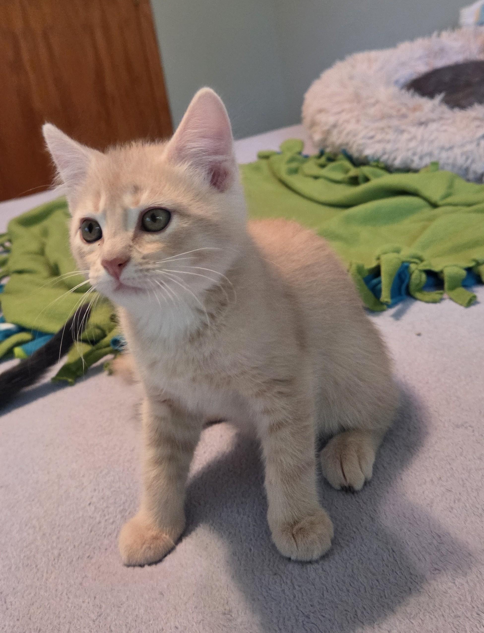 Enlarge Teddy, a Adoptable Domestic Short Hair in River Falls, WI image 6/6