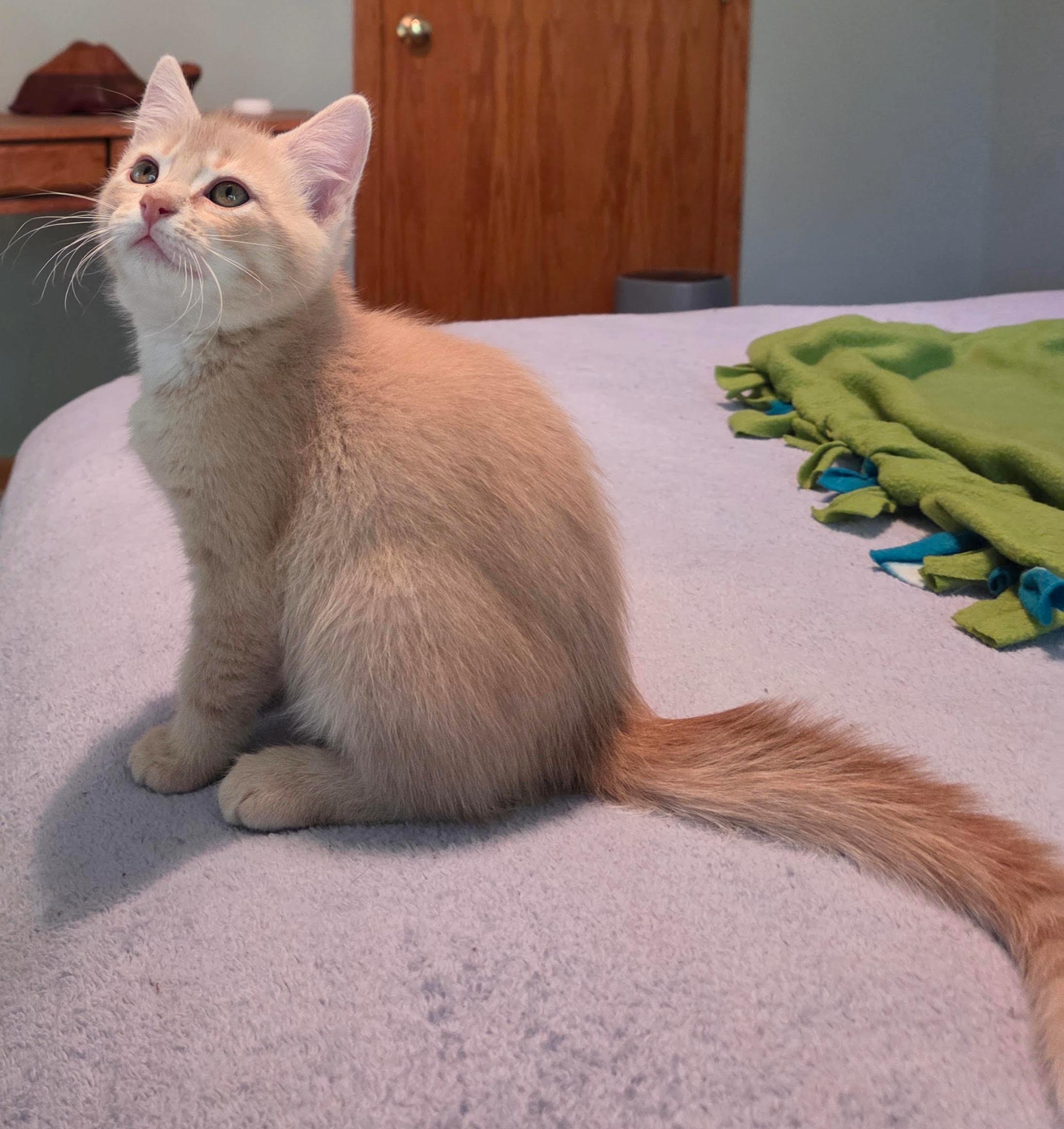 Enlarge Teddy, a Adoptable Domestic Short Hair in River Falls, WI image 3/6