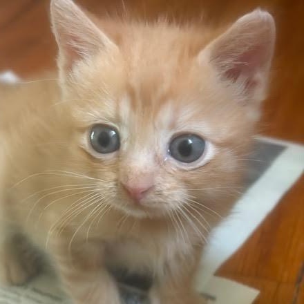 Enlarge Bonzo (Cheri/Maria), an adopted Tabby in Woodland Hills, CA image 5/6