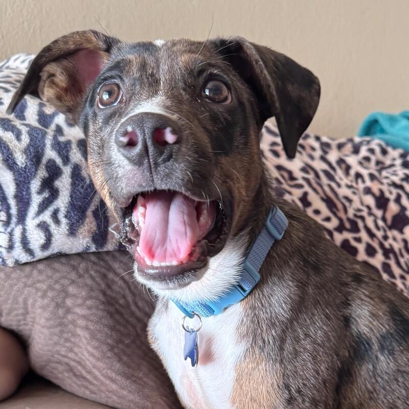 LAMBERT JACKSON, Adoptable, Puppy Male Australian Shepherd & Catahoula Leopard Dog.