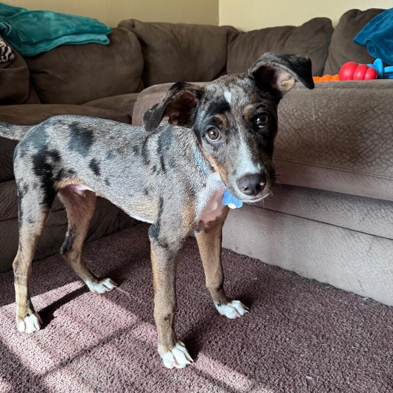 Enlarge LAMBERT JACKSON, a Adoptable mixed breed in lawton, OK image 2/5