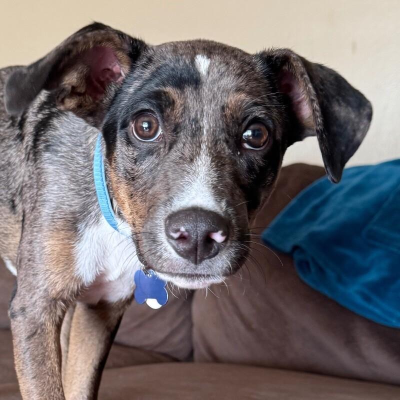 Enlarge LAMBERT JACKSON, a Adoptable mixed breed in lawton, OK image 3/5
