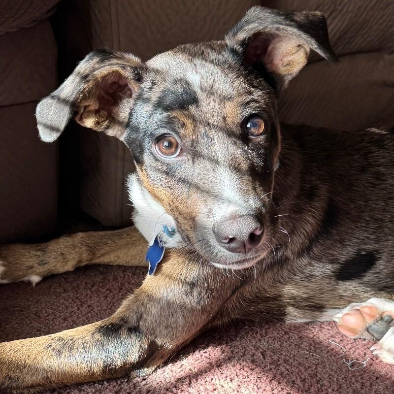 Enlarge LAMBERT JACKSON, a Adoptable mixed breed in lawton, OK image 4/5