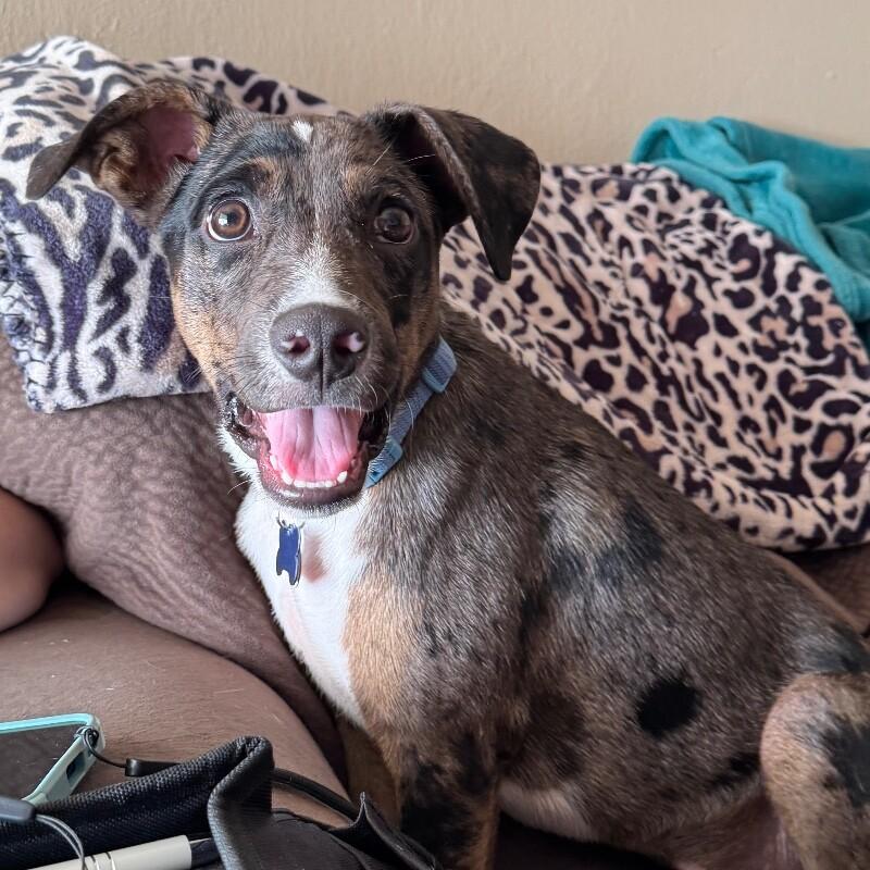 Enlarge LAMBERT JACKSON, a Adoptable mixed breed in lawton, OK image 5/5