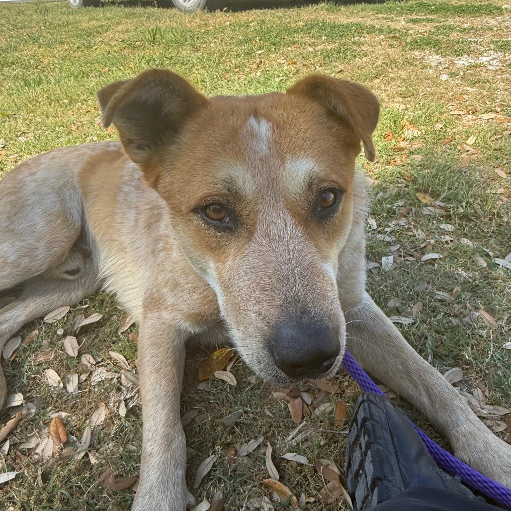 Enlarge Oakland D46523, a Adoptable mixed breed in Corsicana, TX image 2/2