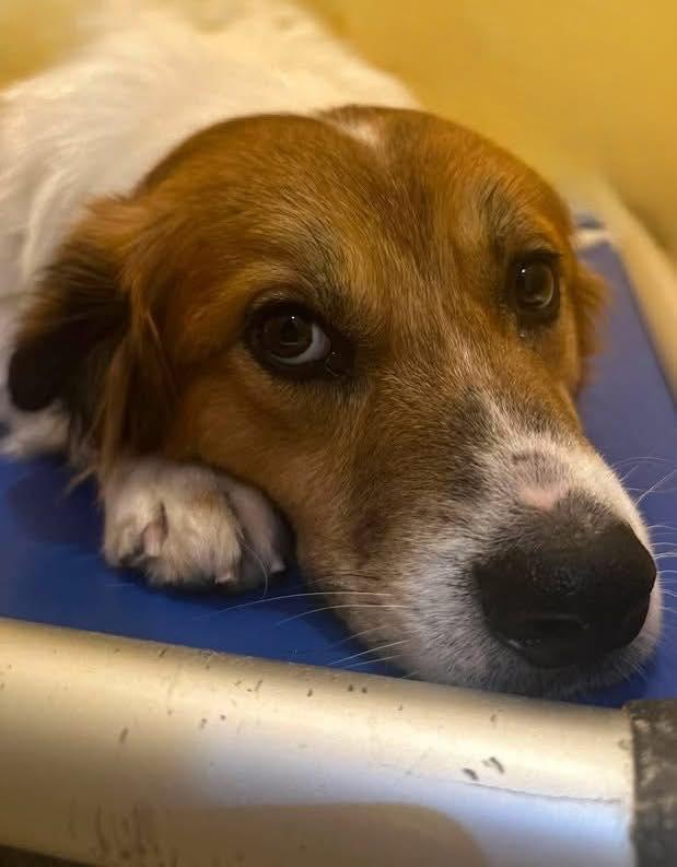 Buddy, ADOPTABLE, Adult Male Beagle.