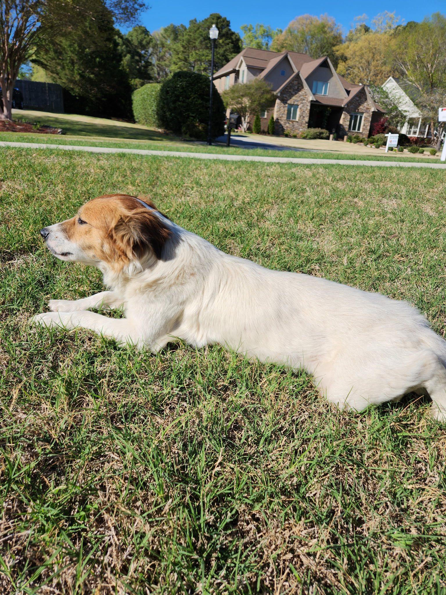 Enlarge Buddy, a ADOPTABLE mixed breed in Guntersville, AL image 2/2