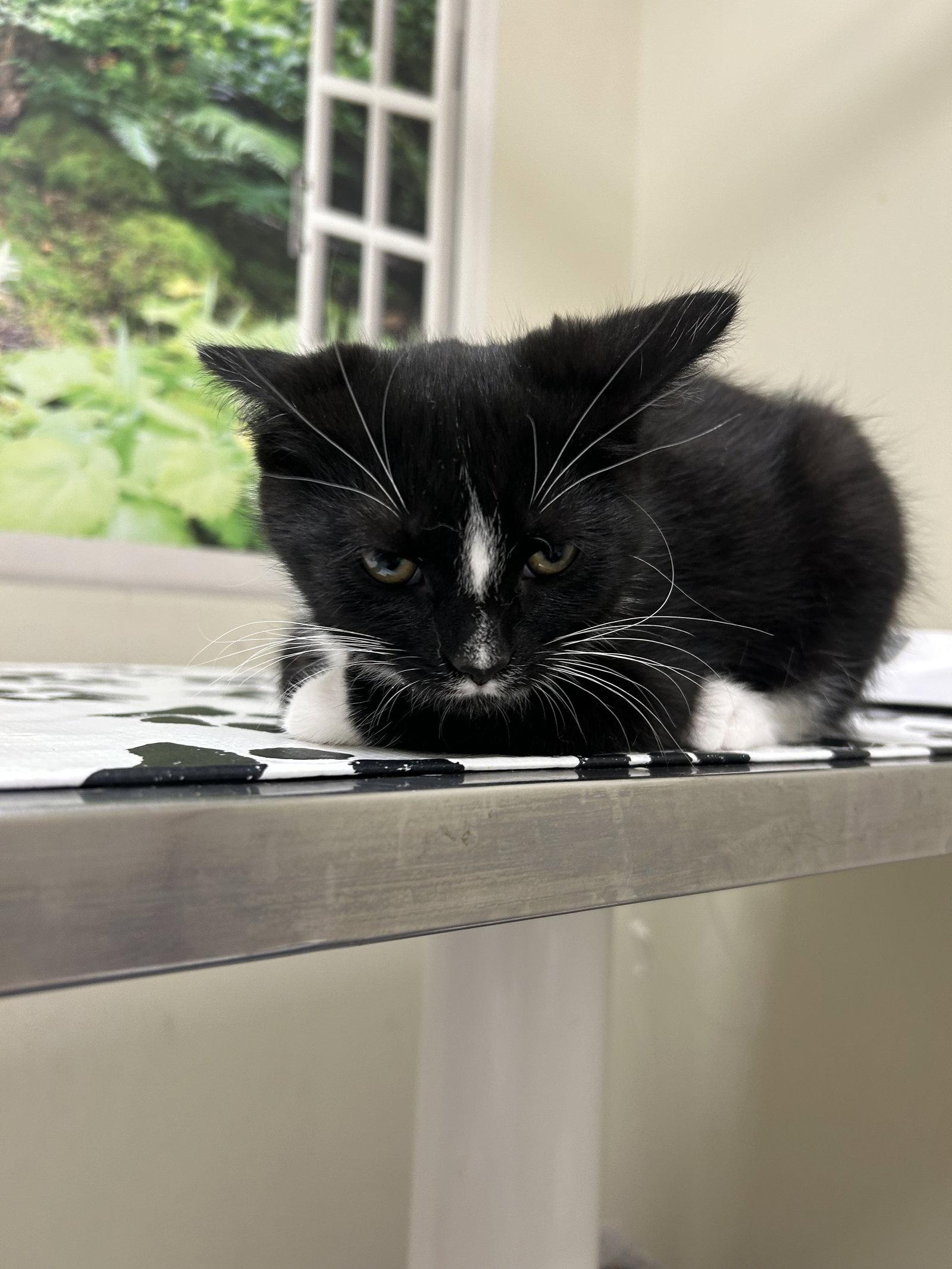 Mingo, Adoptable, Kitten Male Domestic Short Hair.