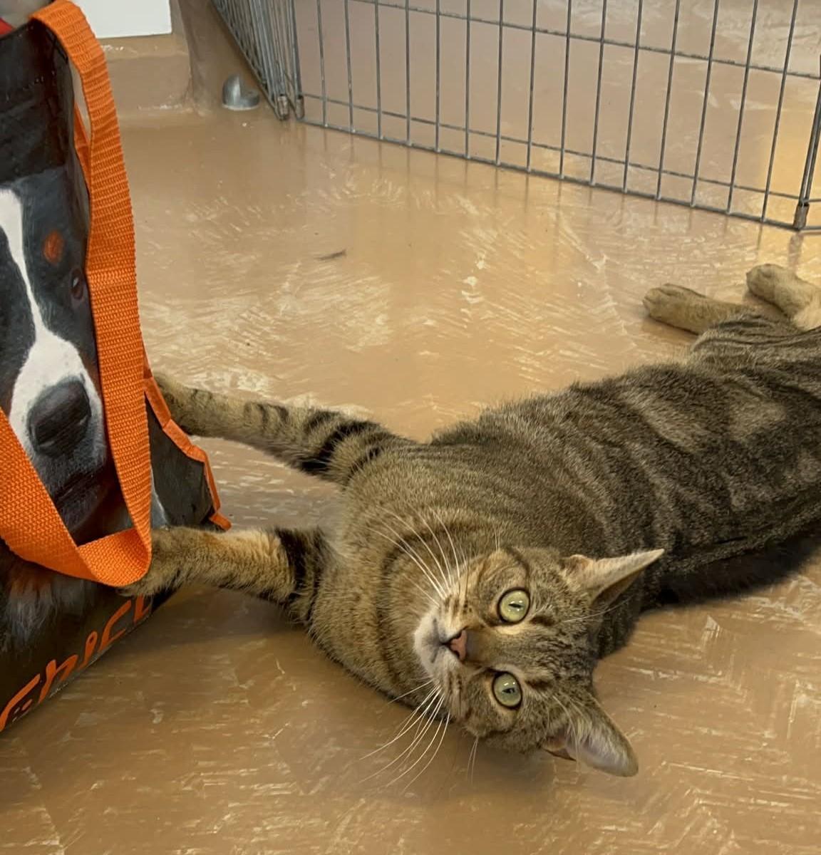 Enlarge ZONZON (CR/SC), a Adoptable Domestic Short Hair in Sainte-Angele-de-Monnoir, QC image 5/6