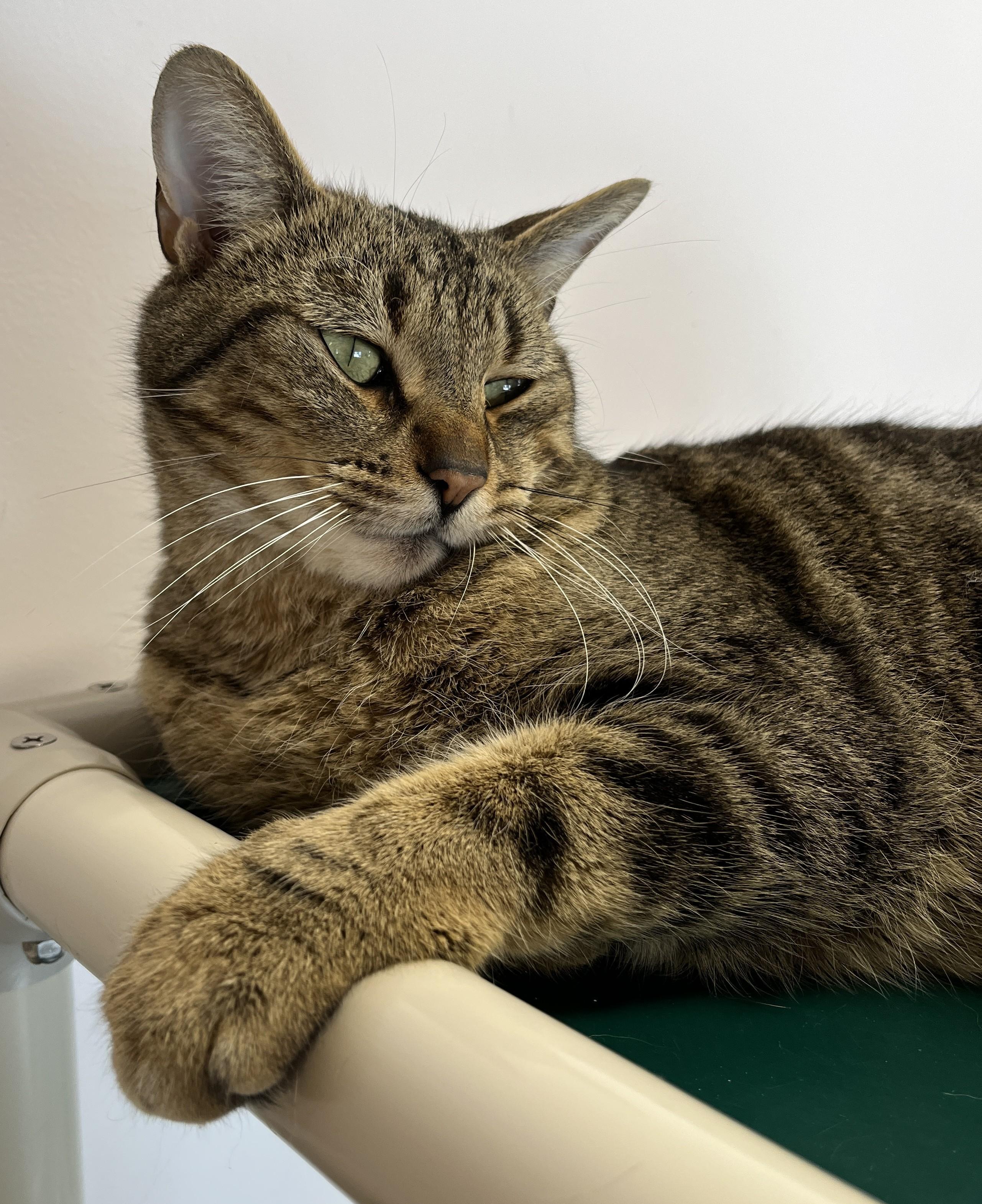 Enlarge ZONZON (CR/SC), a Adoptable Domestic Short Hair in Sainte-Angele-de-Monnoir, QC image 4/6