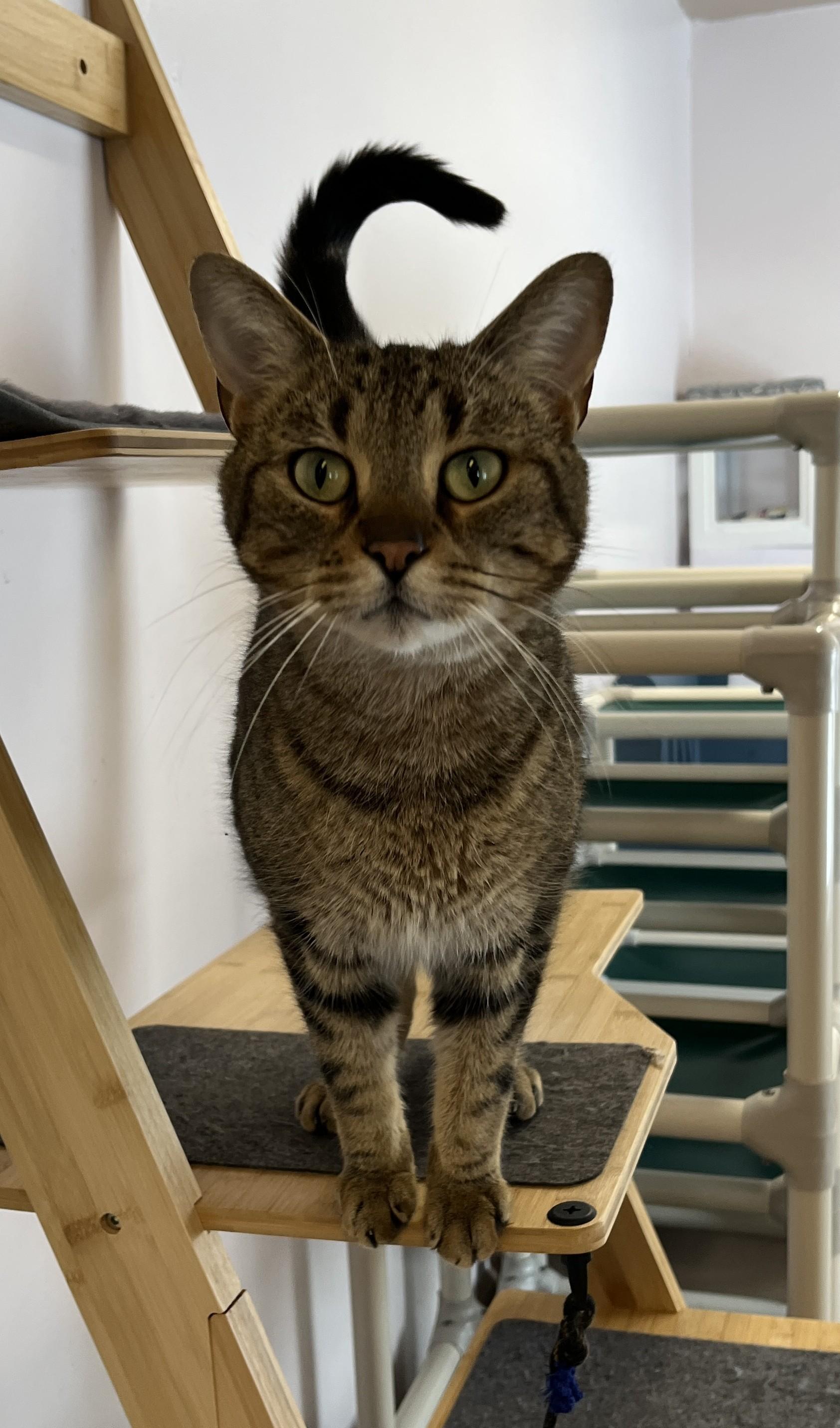 Enlarge ZONZON (CR/SC), a Adoptable Domestic Short Hair in Sainte-Angele-de-Monnoir, QC image 2/6