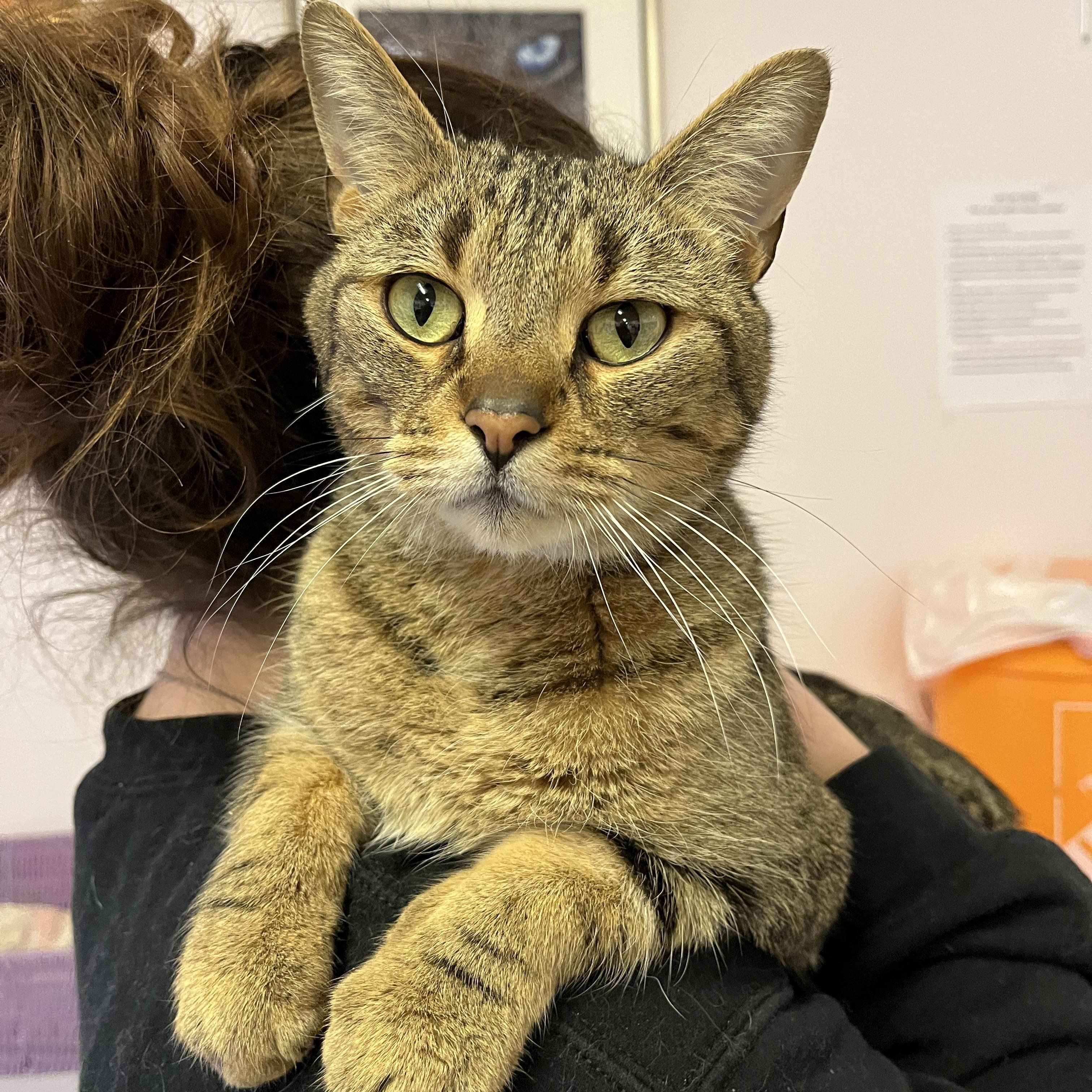 ZONZON (CR/SC), Adoptable, Adult Male Domestic Short Hair.