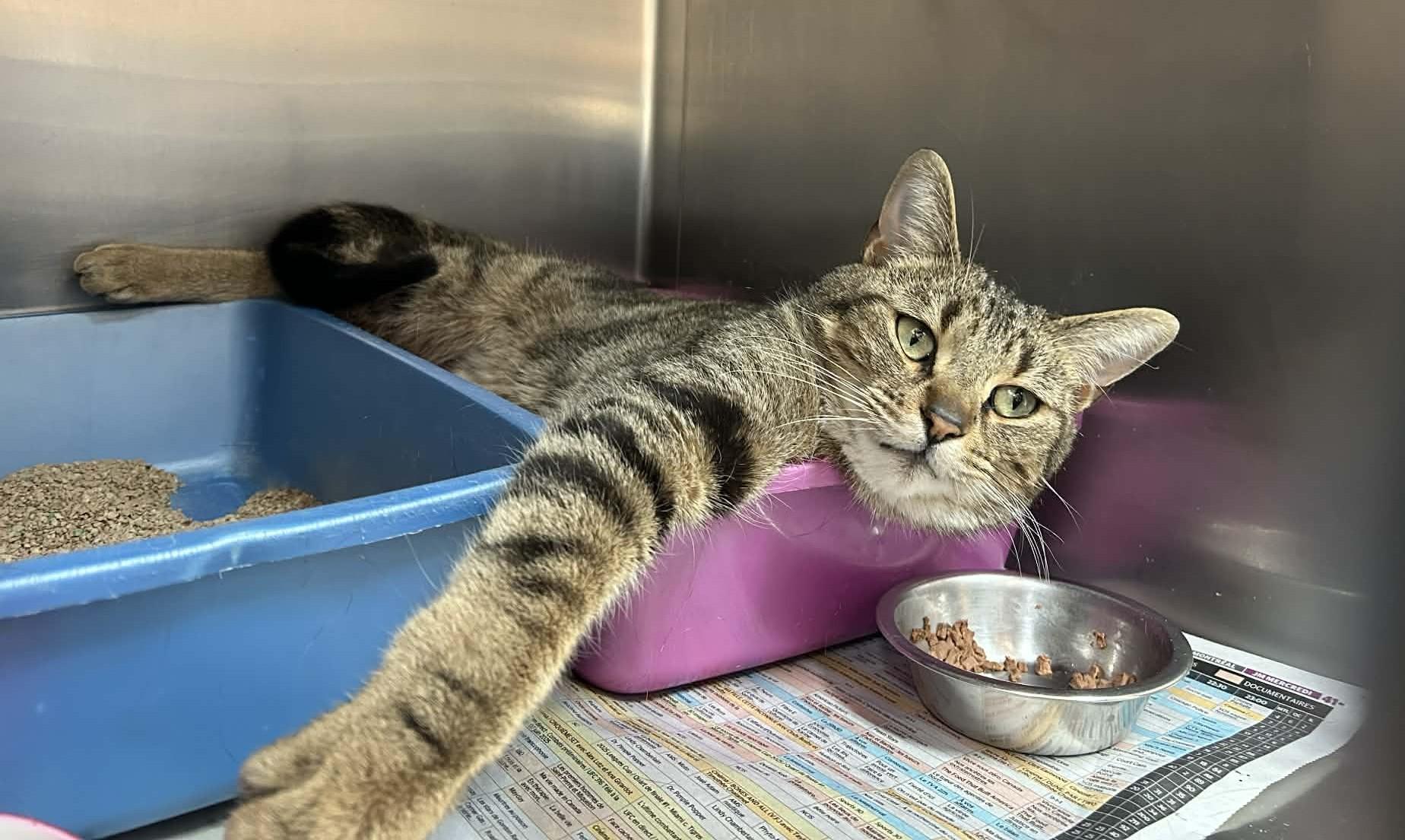 Enlarge ZONZON (CR/SC), a Adoptable Domestic Short Hair in Sainte-Angele-de-Monnoir, QC image 3/6