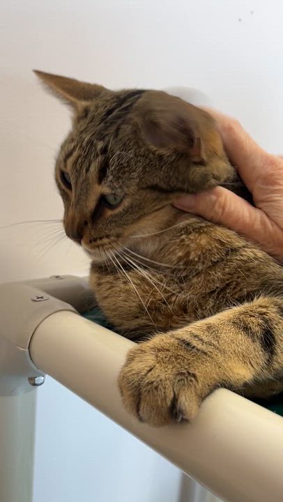 Enlarge ZONZON (CR/SC), a Adoptable Domestic Short Hair in Sainte-Angele-de-Monnoir, QC video 6/6