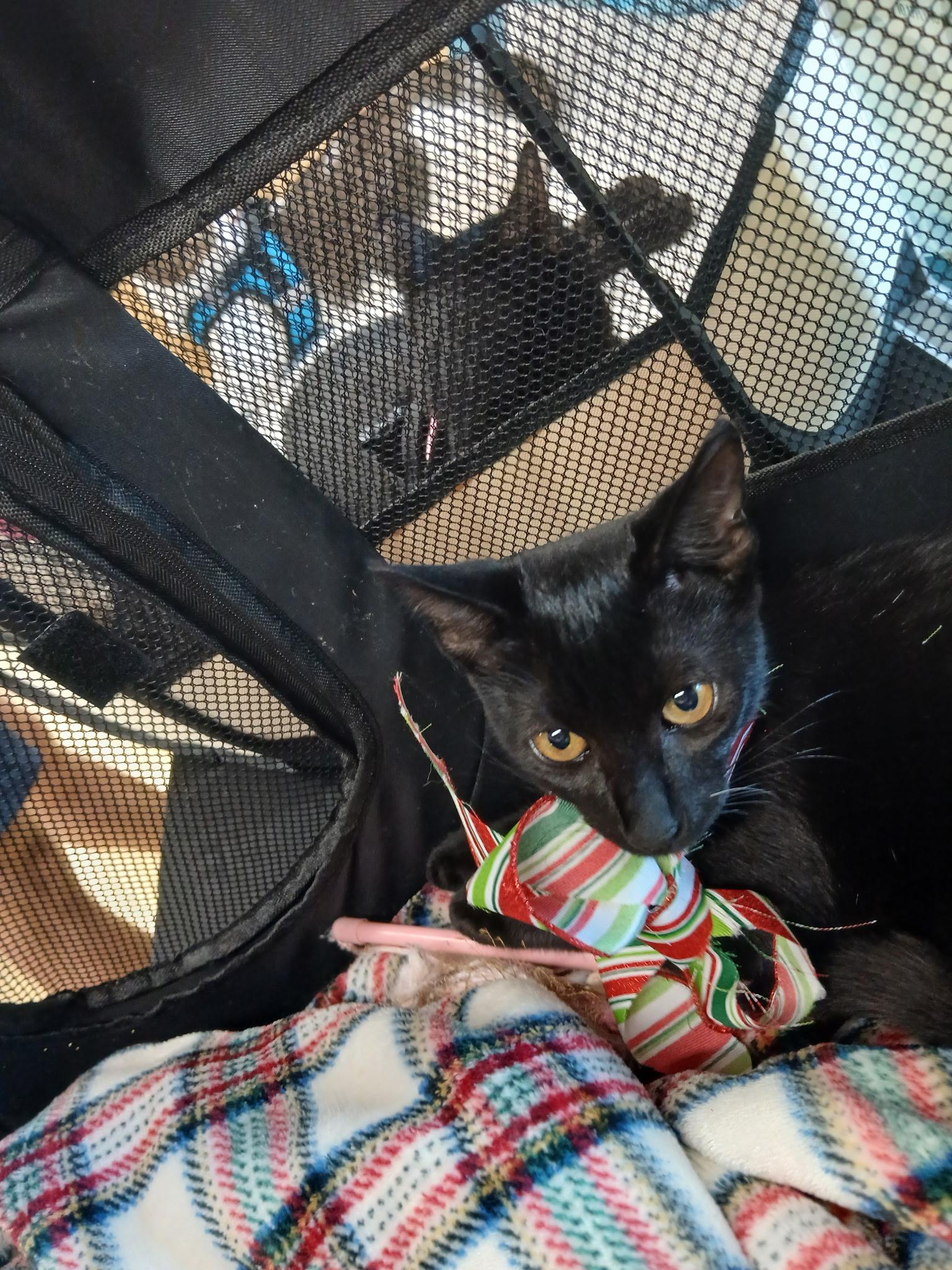 Enlarge Joy, a Adoptable Domestic Short Hair in Honolulu, HI image 1/3