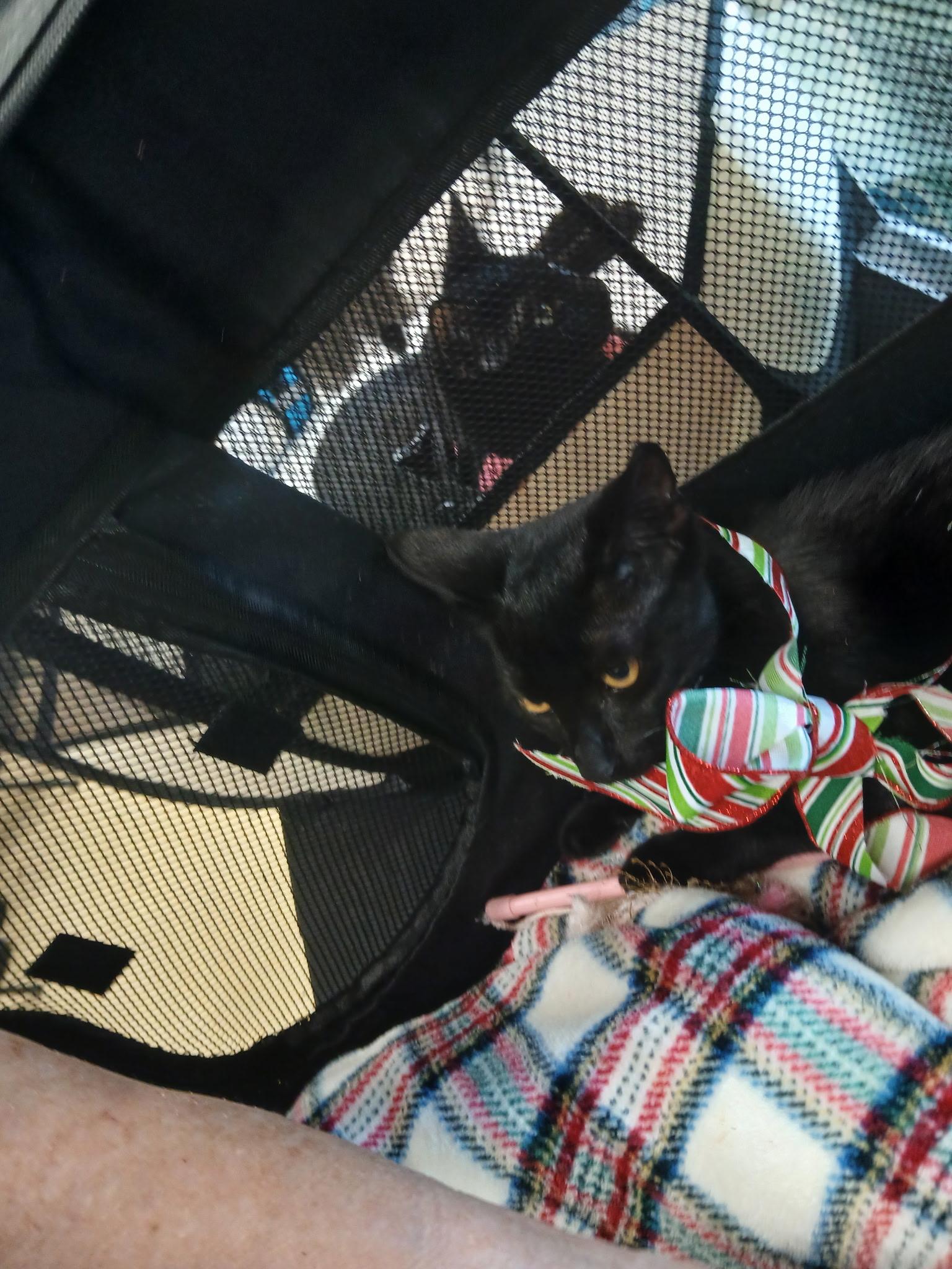 Enlarge Joy, a Adoptable Domestic Short Hair in Honolulu, HI image 2/3