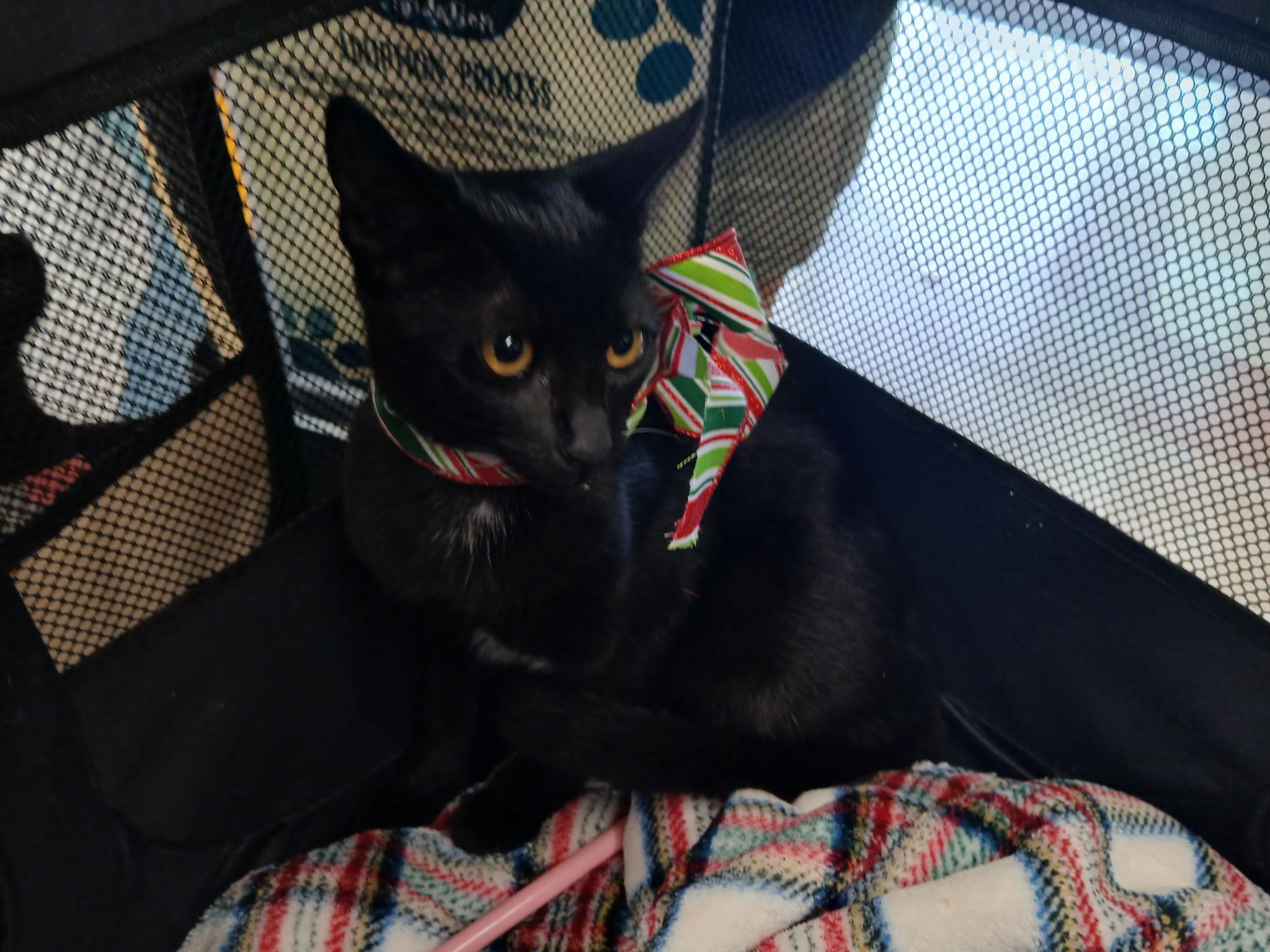 Enlarge Joy, a Adoptable Domestic Short Hair in Honolulu, HI image 3/3