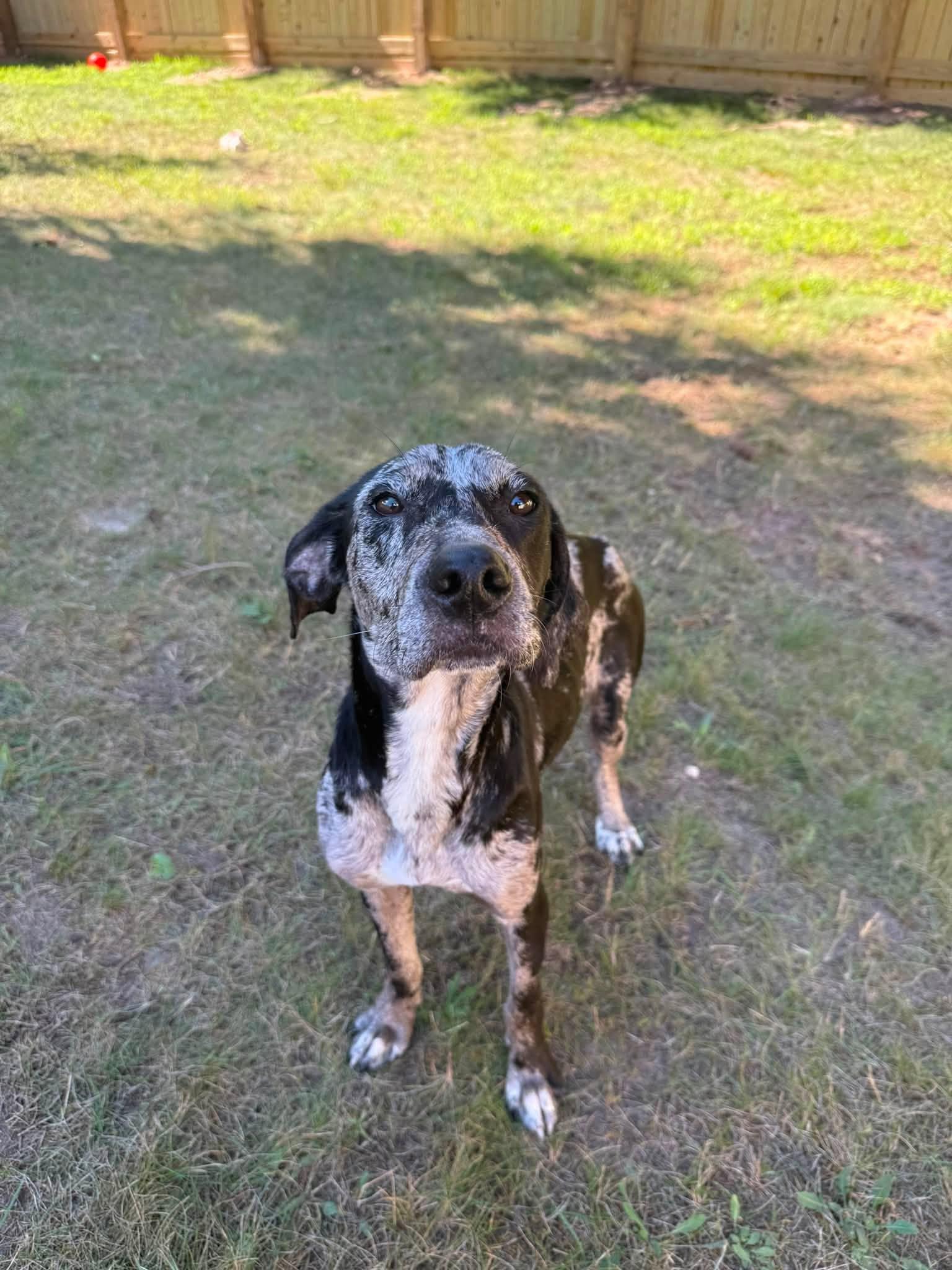 Stardust, ADOPTABLE, Young Female Hound.