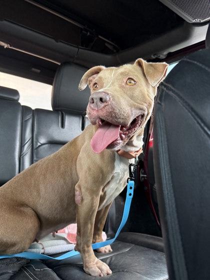 Frittata thumbnail 4