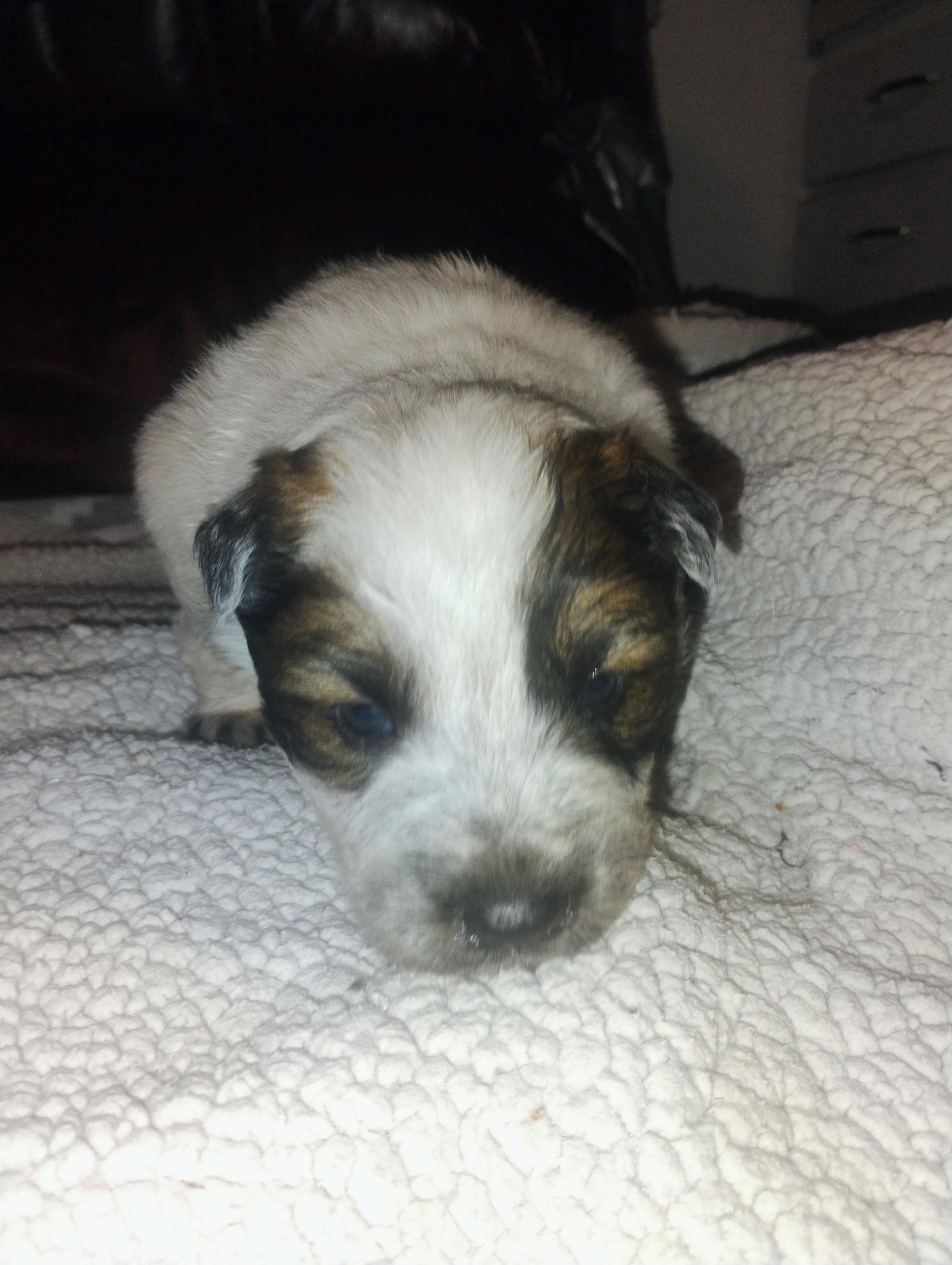 Zephyr, Adoptable, Puppy Female Mixed Breed.