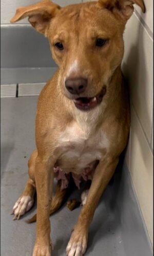 AC- 4903 "Karen'" Rescue only, adopted, Adult Female Pit Bull Terrier.