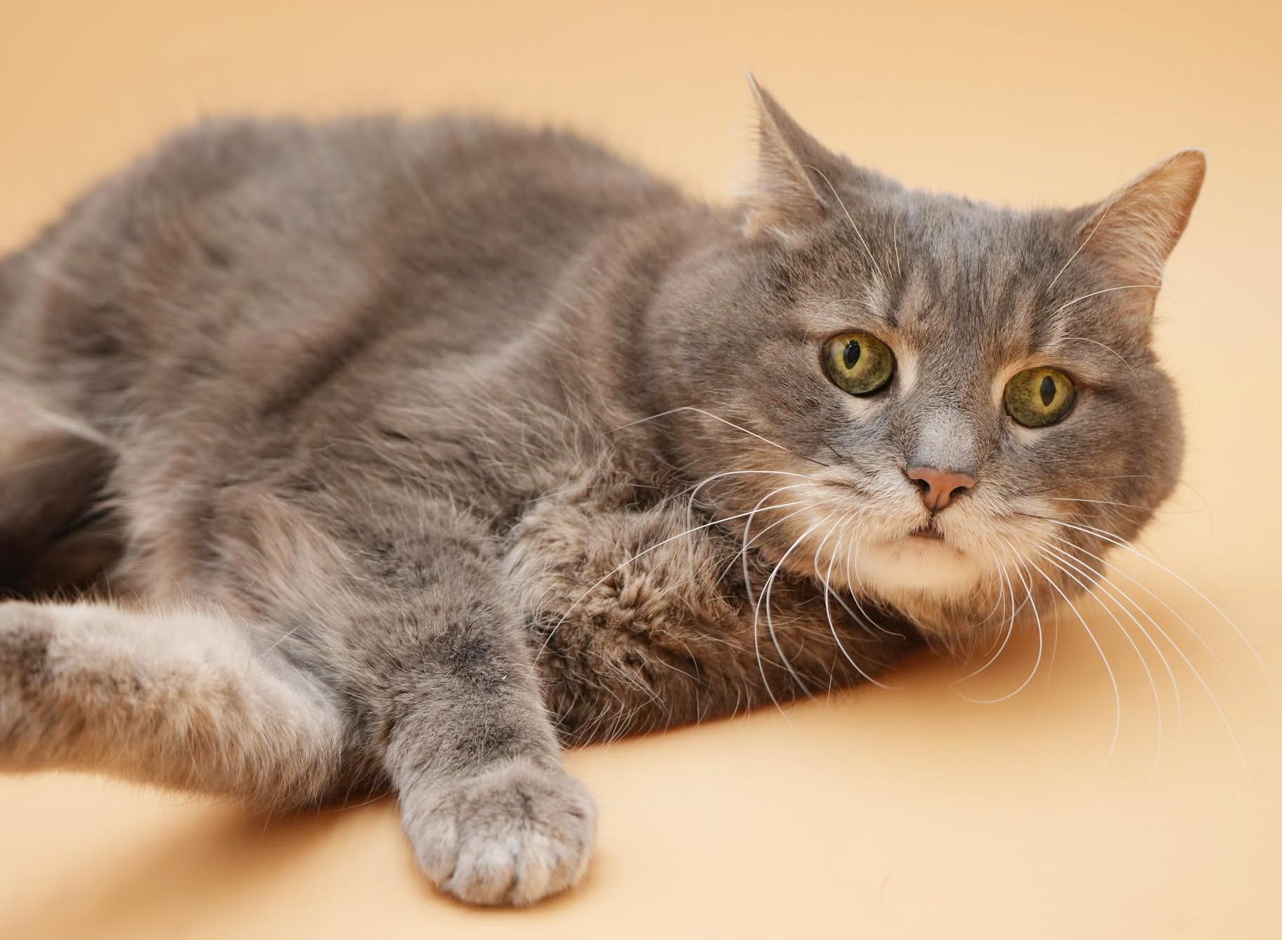 Enlarge Kitty Kitty is spectacular love - senior angel looking for cuddles n' snugs!, a ADOPTABLE mixed breed in Bedford Hills, NY image 3/6