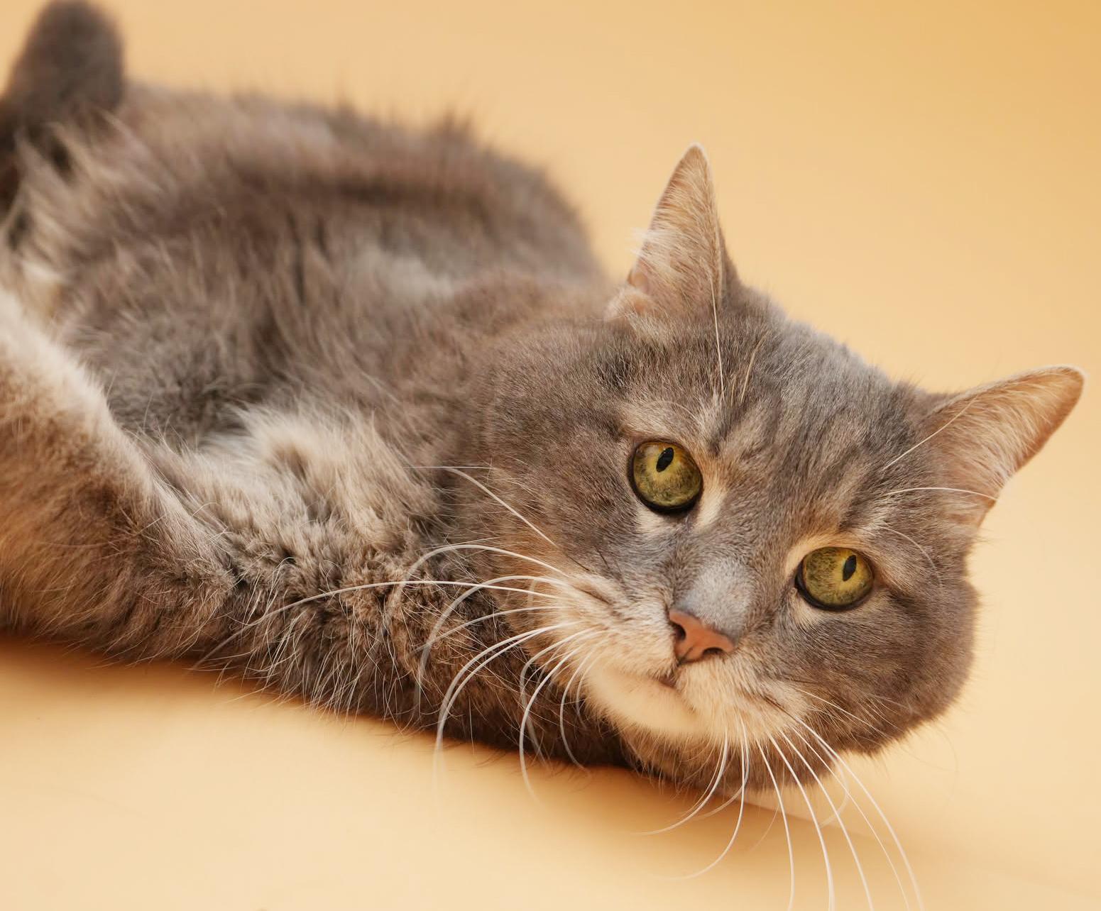 Enlarge Kitty Kitty is spectacular love - senior angel looking for cuddles n' snugs!, a ADOPTABLE mixed breed in Bedford Hills, NY image 2/6