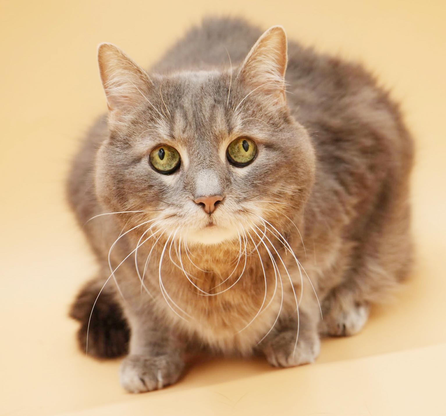 Kitty Kitty is spectacular love - senior angel looking for cuddles n' snugs!, ADOPTABLE, Senior Female Russian Blue & Ragdoll.