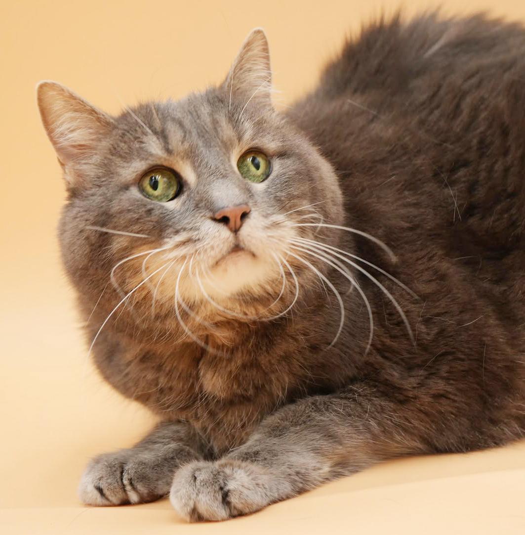 Enlarge Kitty Kitty is spectacular love - senior angel looking for cuddles n' snugs!, a ADOPTABLE mixed breed in Bedford Hills, NY image 6/6