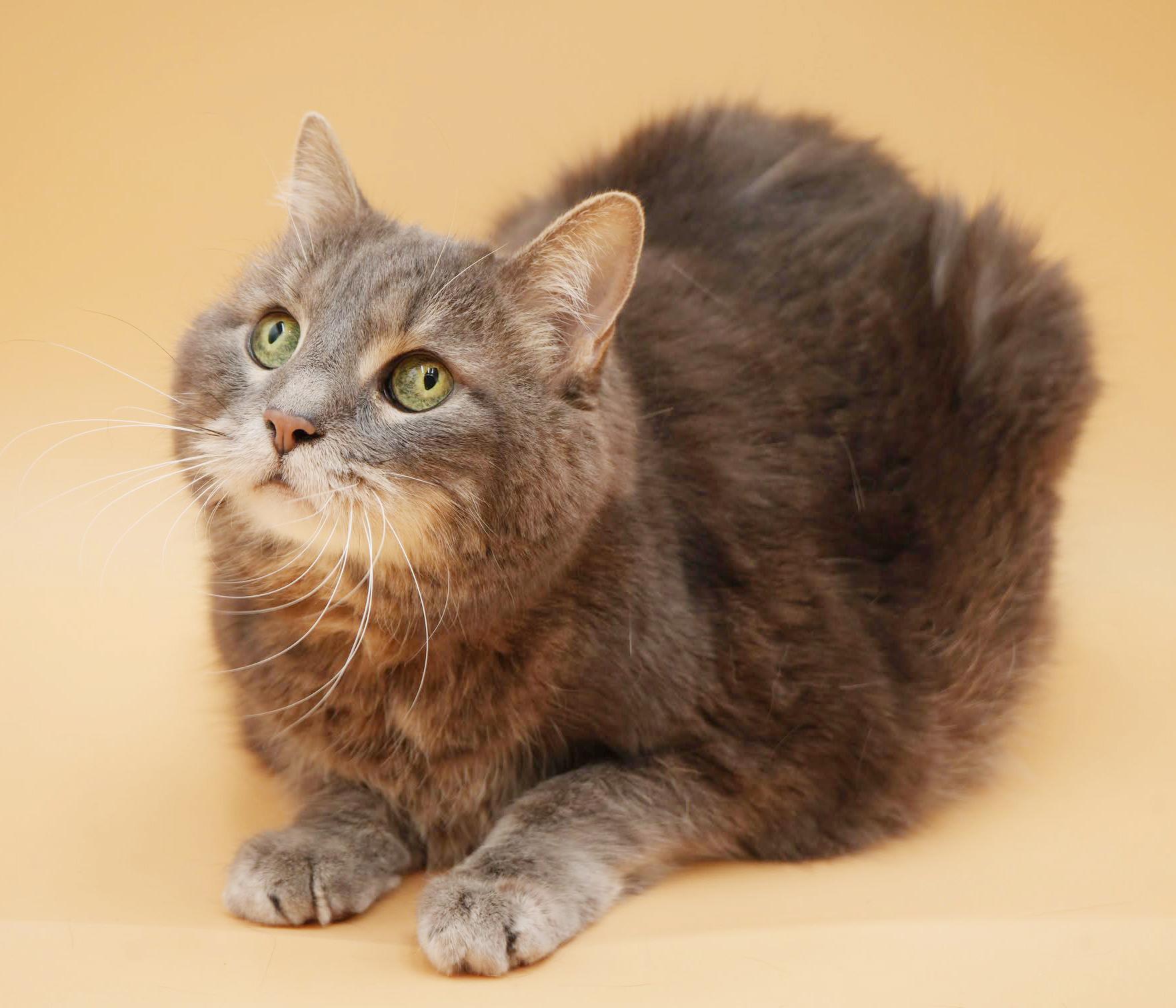 Enlarge Kitty Kitty is spectacular love - senior angel looking for cuddles n' snugs!, a ADOPTABLE mixed breed in Bedford Hills, NY image 4/6