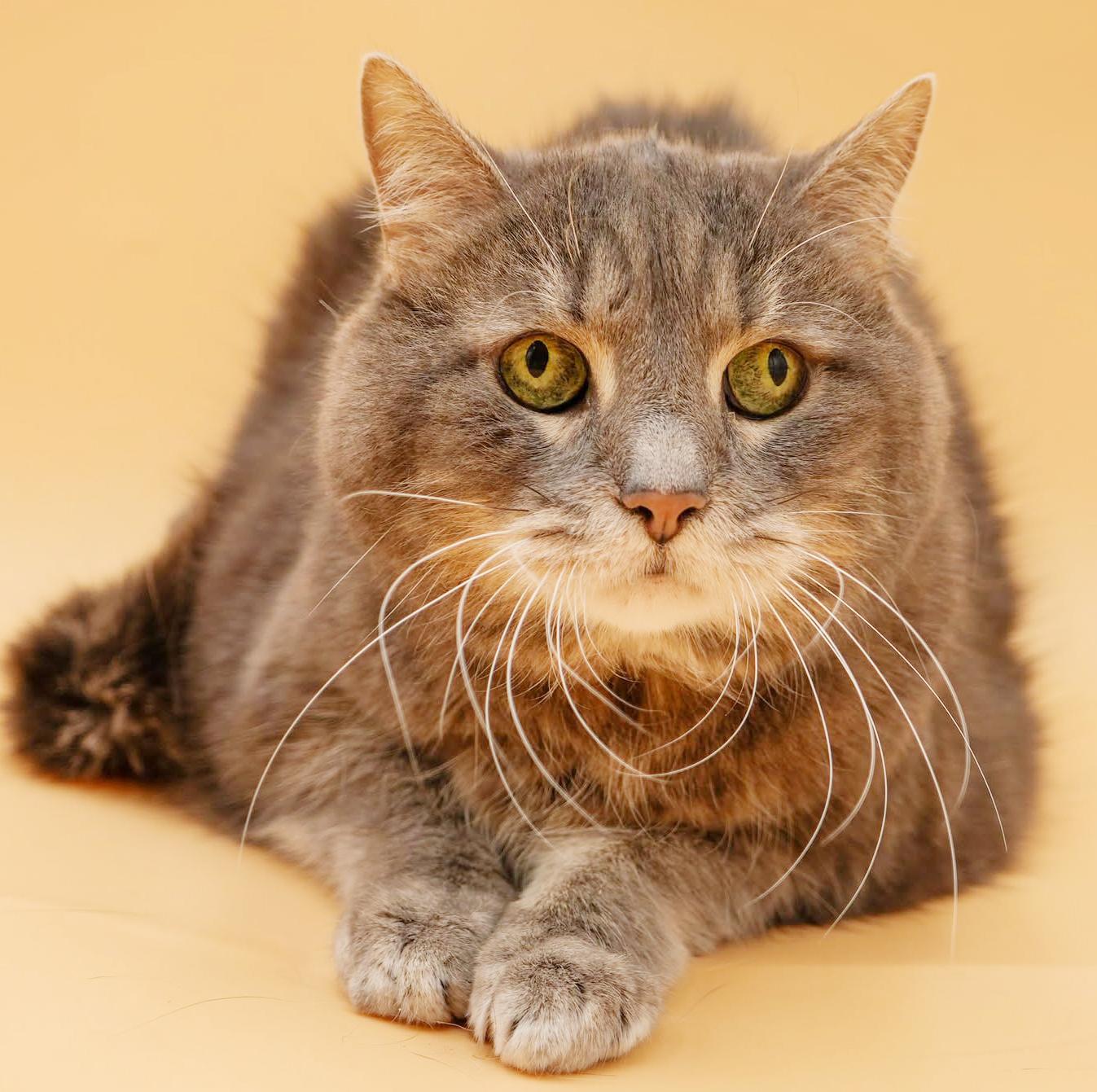 Enlarge Kitty Kitty is spectacular love - senior angel looking for cuddles n' snugs!, a ADOPTABLE mixed breed in Bedford Hills, NY image 5/6