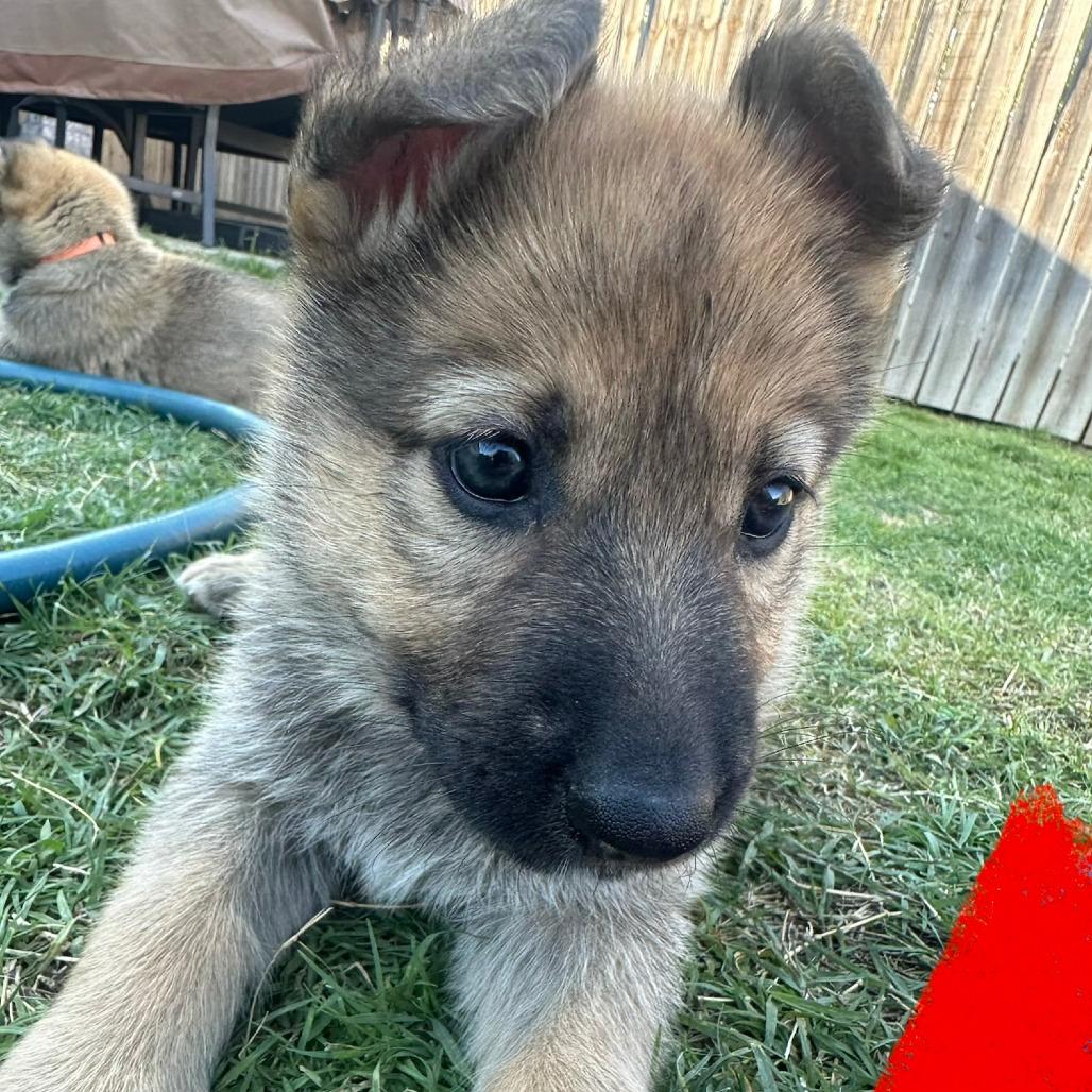 Enlarge Kit Kat, a Adoptable German Shepherd Dog in Tulsa, OK image 2/2