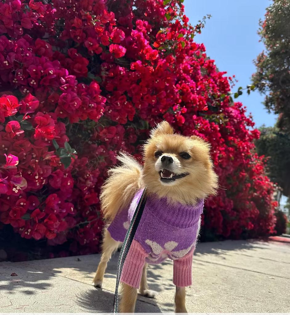 Cantaloupe, Adoptable, Adult Male Pomeranian.