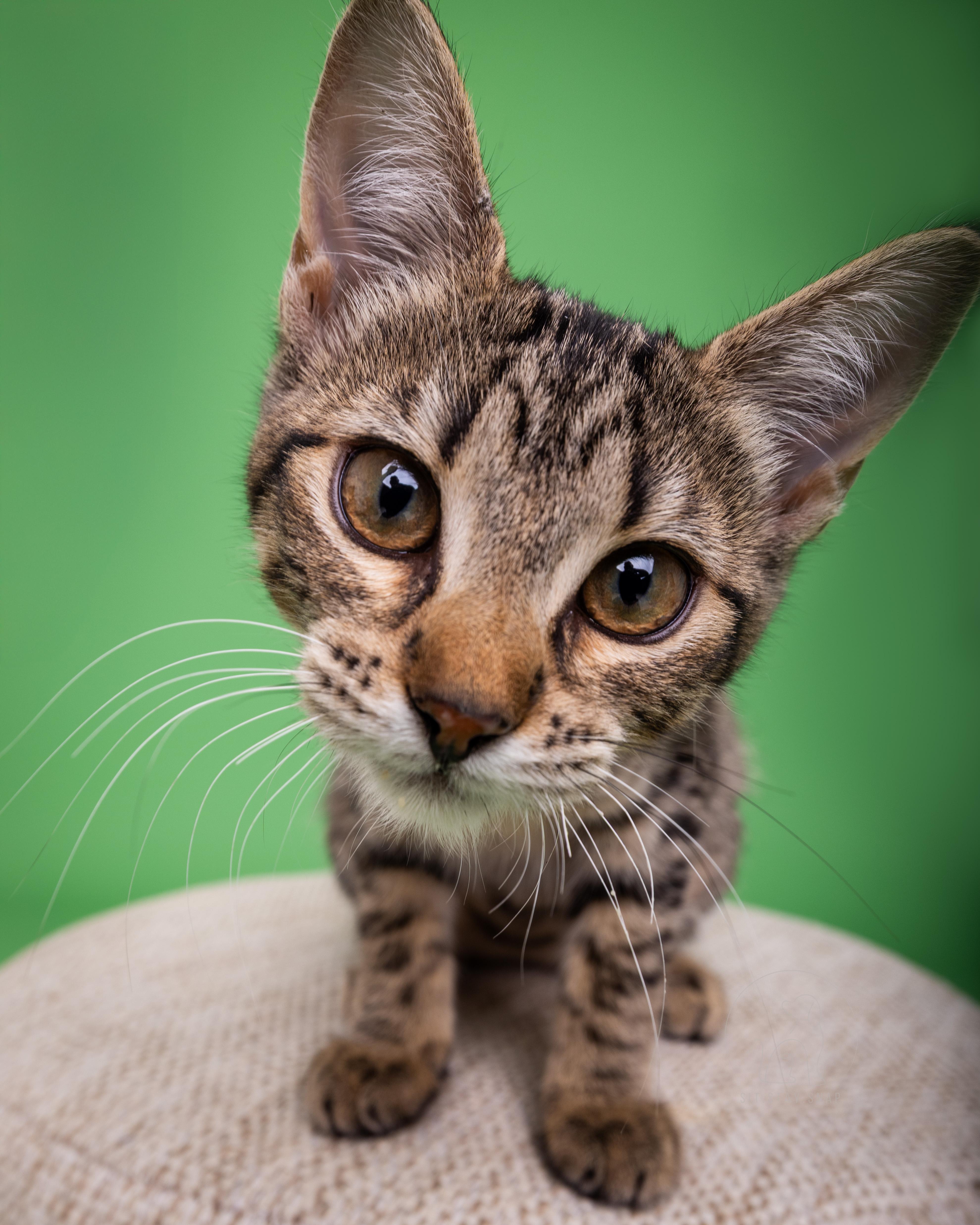 Toast, an adoptable Domestic Short Hair in Fort Collins, CO, 80527 | Photo Image 3