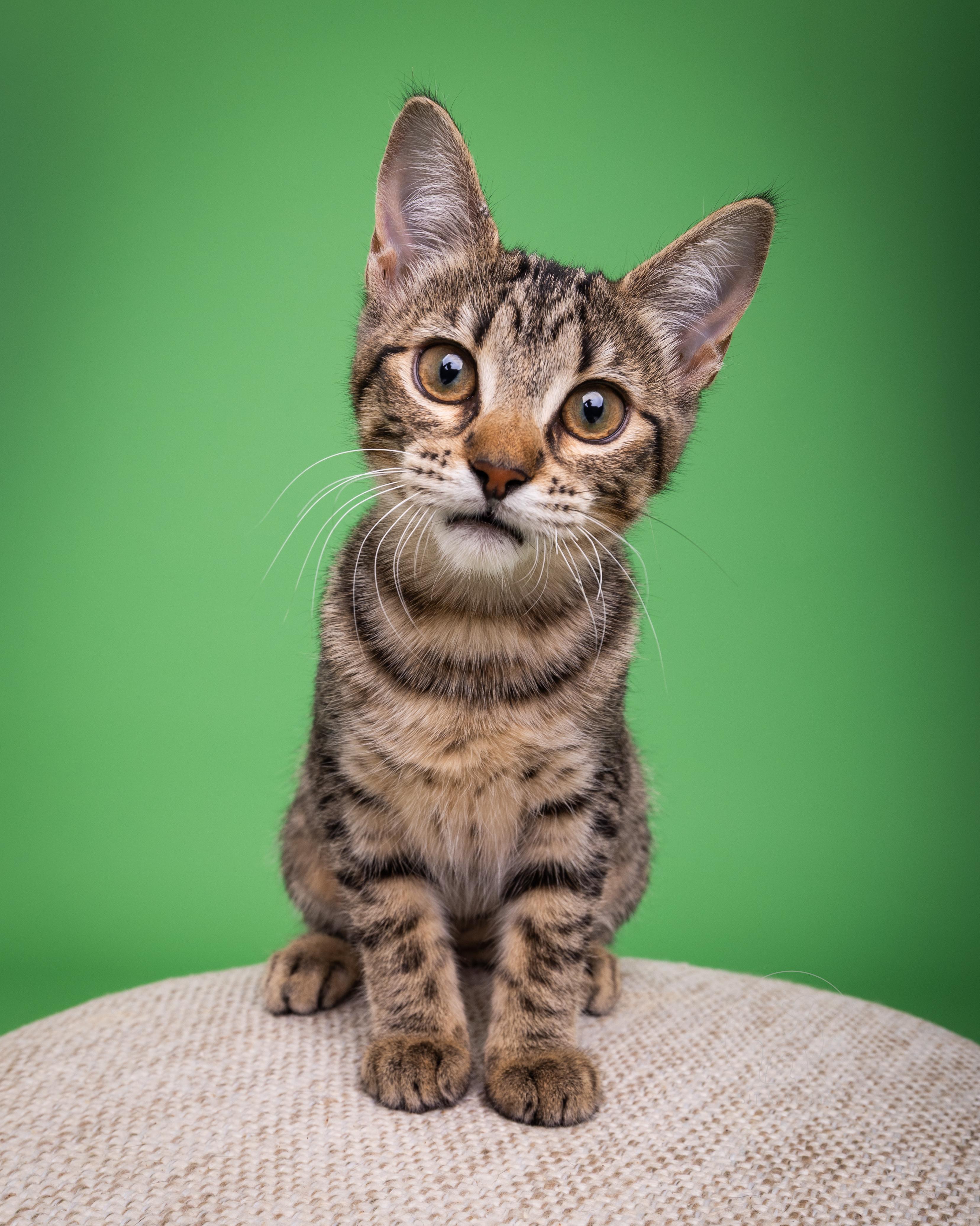 Toast, an adoptable Domestic Short Hair in Fort Collins, CO, 80527 | Photo Image 4