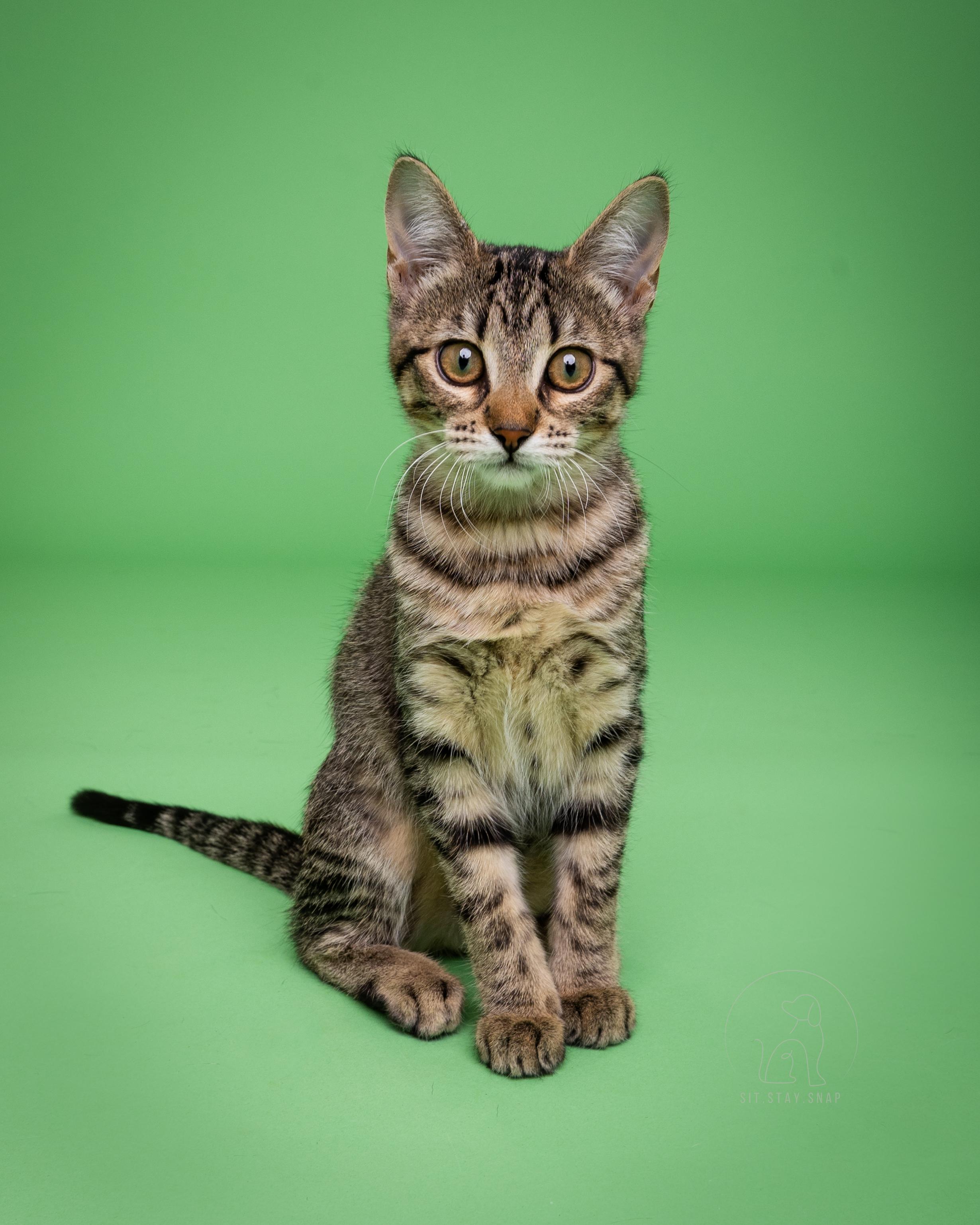 Toast, an adoptable Domestic Short Hair in Fort Collins, CO, 80527 | Photo Image 1