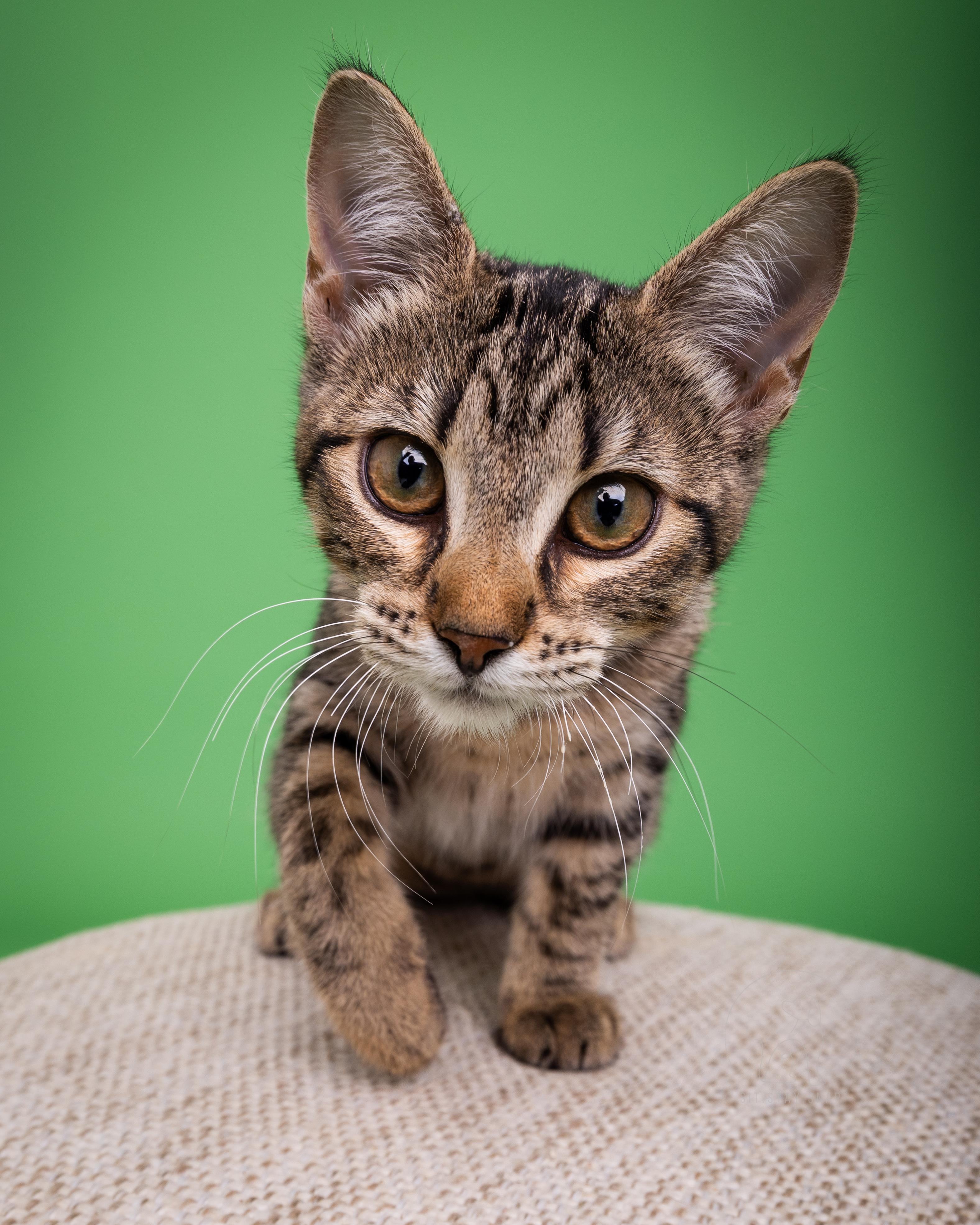 Toast, an adoptable Domestic Short Hair in Fort Collins, CO, 80527 | Photo Image 2